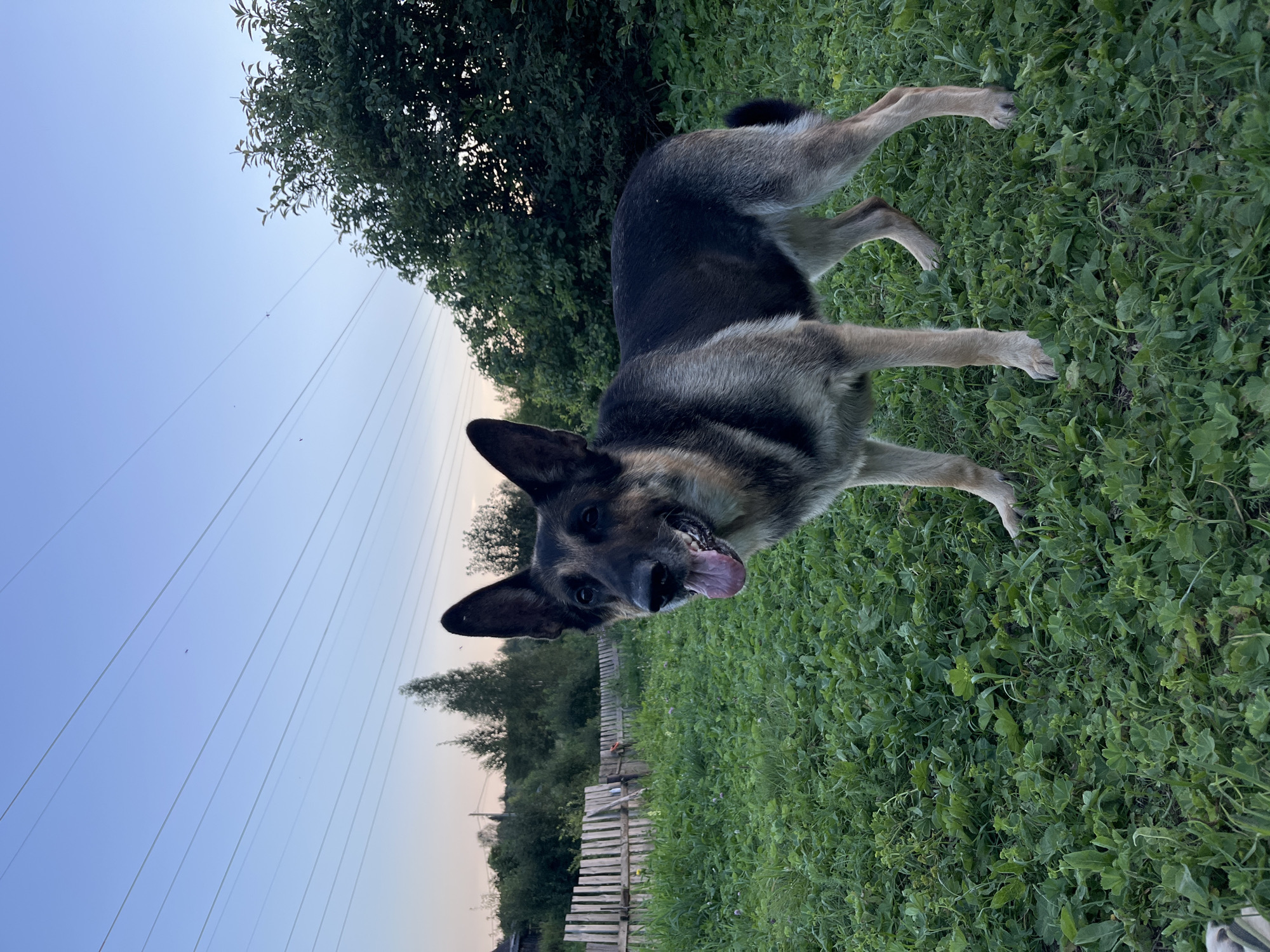 The image depicts a German Shepherd dog standing in a grassy field with a wooden fence in the background. The dog is facing forward with its tongue out and ears perked up. The sky is a pale blue with several power lines crisscrossing it. Trees and bushes are visible behind the fence, suggesting a rural or semi-rural setting. The lighting indicates it is either early morning or late evening. The specific location in Nizhny Tagil, Russia cannot be determined from the image alone, as it lacks any identifiable landmarks or signage.