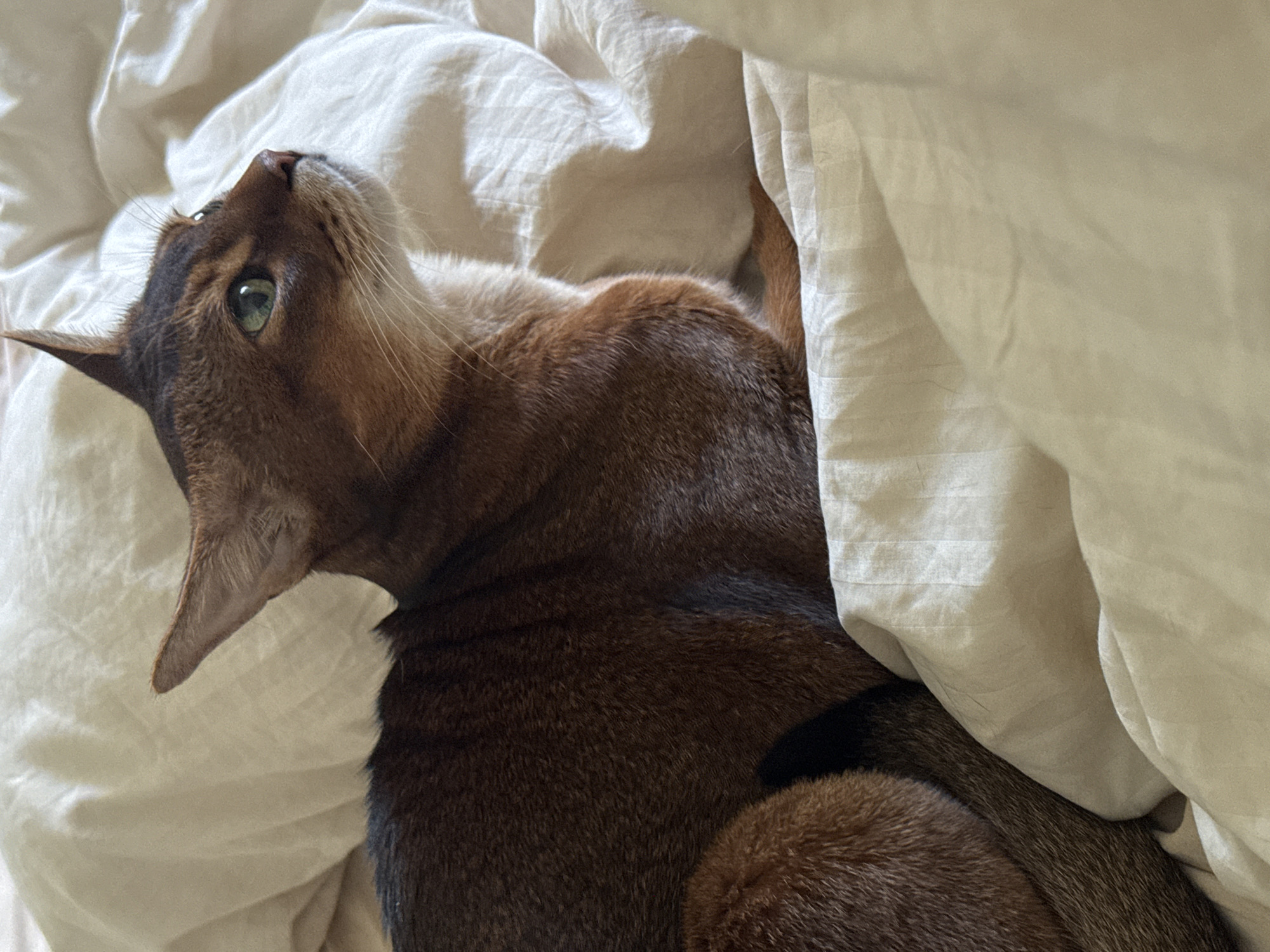 A ginger-colored Abyssinian cat is lying on a rumpled beige bed. The cat is facing to the right, with its head slightly tilted up and its eyes looking in the same direction. Its ears are pointed and alert. The cat's body is mostly hidden by the bedding, but its hindquarters and tail are visible. The bedding appears to be made of linen and is slightly wrinkled, suggesting it has been slept in. The lighting is soft and natural, indicating it is likely daytime. There are no people visible in the image.