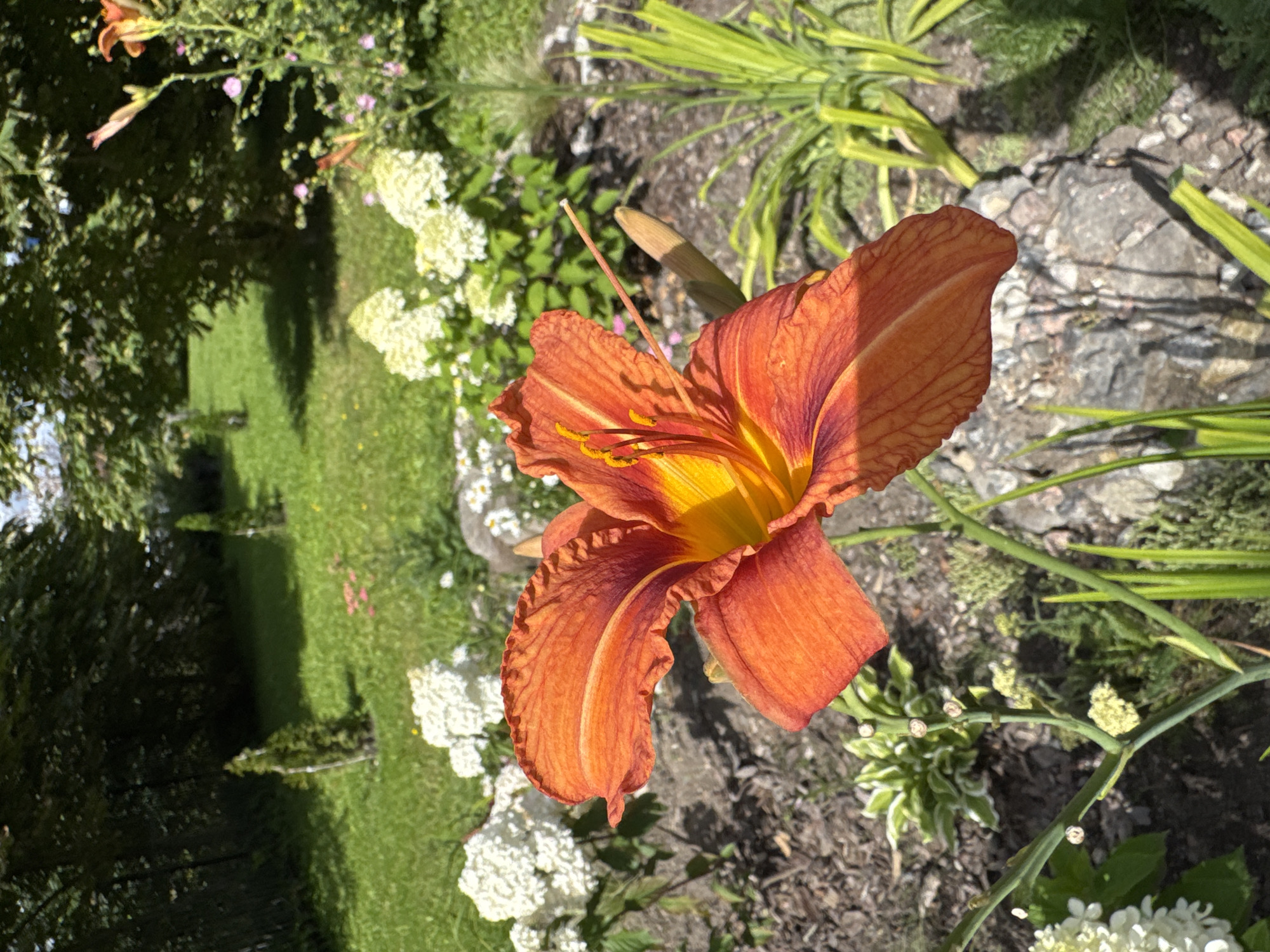 A close-up, eye-level shot captures an orange lily in full bloom, dominating the foreground. The lily's vibrant petals display a gradient of color, transitioning from deep orange at the edges to a bright yellow at its center, where prominent stamens extend. Behind the lily, a lush garden unfolds, featuring clusters of white hydrangeas, various green plants, and a backdrop of manicured grass and trees. The scene is bathed in sunlight, casting shadows and highlighting the textures of the flowers and foliage. The overall impression is one of a serene and well-tended garden. This location is in the city of Sinyavino, Russia.