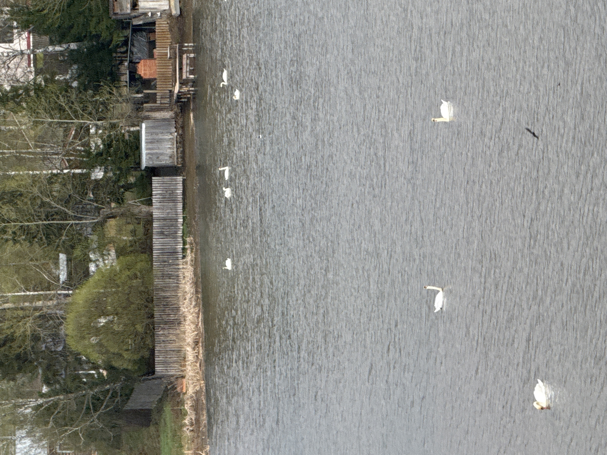The image depicts a grey body of water in Luzhkovo, Russia, possibly a lake or river. A shoreline with vegetation and wooden docks/structures is visible on the left side. Several white swans are scattered across the water. There appears to be a flying bird in the water in the middle right section.
