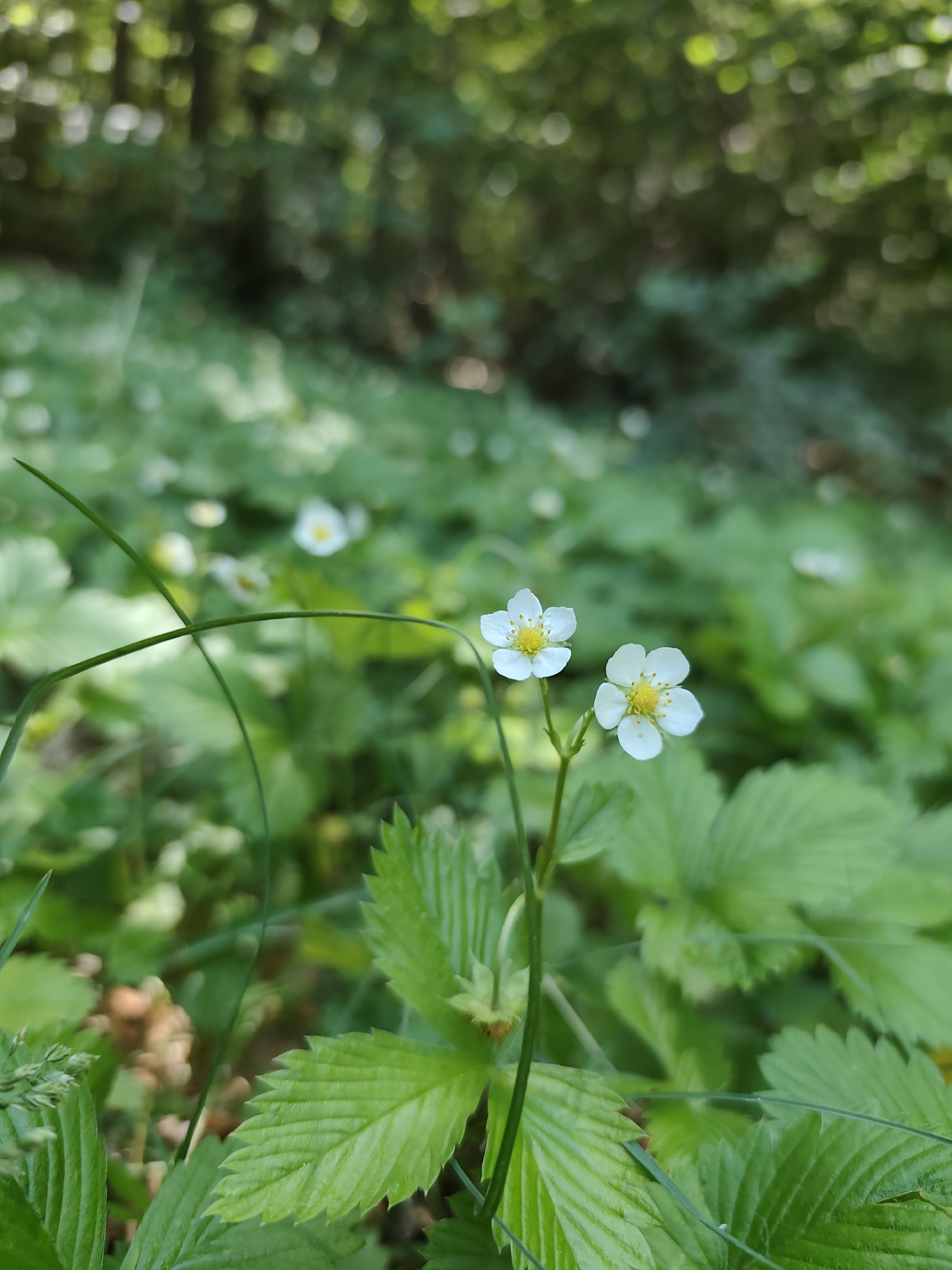 In Dolovi, Montenegro, a close-up shot focuses on two delicate white wild strawberry flowers with yellow centers, each with five petals. They are positioned on a slender green stem amidst a bed of vibrant green strawberry leaves. The background is a soft blur of more greenery and dappled sunlight filtering through trees, suggesting an outdoor, natural setting. The leaves are serrated and have a textured surface. A thin strand of grass crosses in front of the flowers, adding depth to the scene. The image is taken at ground level, emphasizing the small details of the wild flora.