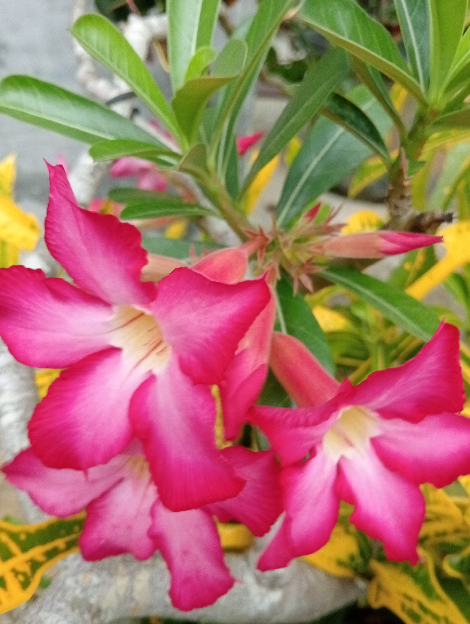 A close-up, vertical, full-frame shot showcases a cluster of vibrant pink desert rose flowers. The flowers exhibit a gradient of color, transitioning from a deep magenta at the edges to a softer pink and cream at the center. Some flowers are fully bloomed, displaying their distinctive five-petal structure, while others are still in bud form, pointed and elongated. The leaves are a glossy, dark green, some with lighter green or even yellow variegation, creating a lively contrast with the blossoms. The background is a blur of green foliage and splashes of bright yellow from other plants, suggesting an outdoor garden setting. The overall impression is one of lush, tropical flora. The image is undated and has no identifiable people or specific identifiable landmarks in the city of Meunasahkumbang, Indonesia.