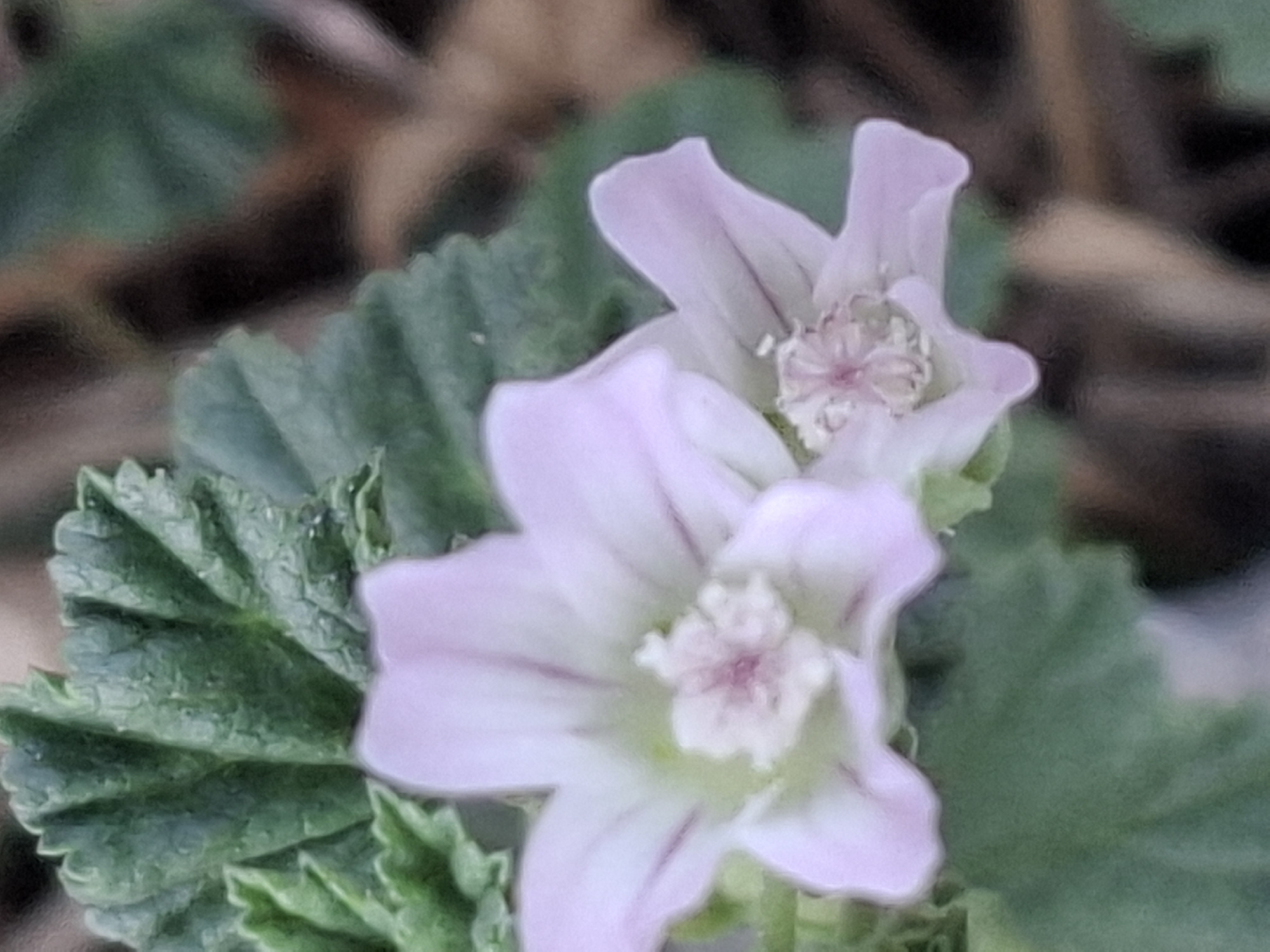 A close-up, slightly out-of-focus, overhead view of two light pink mallow flowers with dark pink veins and textured green leaves is presented. The flowers are in bloom, with their petals unfurled and their stamens visible. The leaves are large and deeply lobed, with a rough texture. The background is blurred and consists of dark brown and green foliage. This image was likely taken in a garden or natural setting within the city of Almaty, Kazakhstan, given its temperate climate and abundance of green spaces and flowering plants.