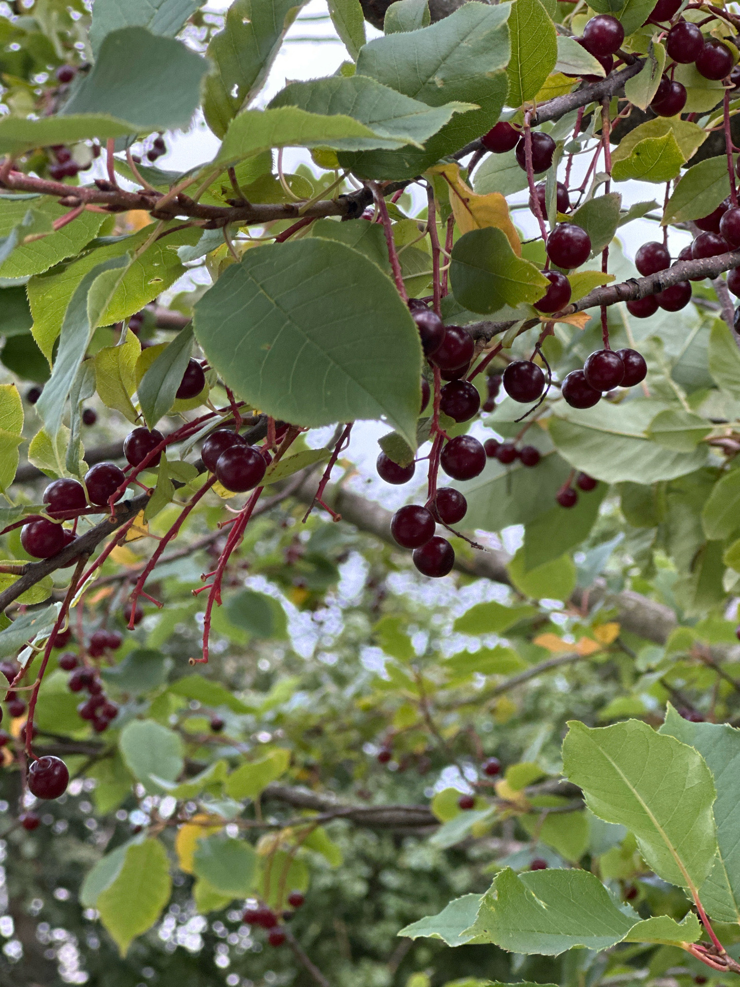This is a close-up photograph of a tree branch laden with ripe, dark red cherries. The cherries are small, round, and clustered together on thin reddish stems. They are suspended against a backdrop of green leaves, some of which are beginning to show hints of yellow, suggesting the transition to autumn. The background is softly blurred, with glimpses of other branches and foliage, creating a natural, outdoor setting. There is no indication of any human presence or activity within the frame. The overall impression is one of natural abundance and the quiet beauty of a fruit-bearing tree. The specific location in Minsk, Belarus, is not discernible from the visual information alone; this image likely represents a common scene found in parks, gardens, or natural areas within the city.