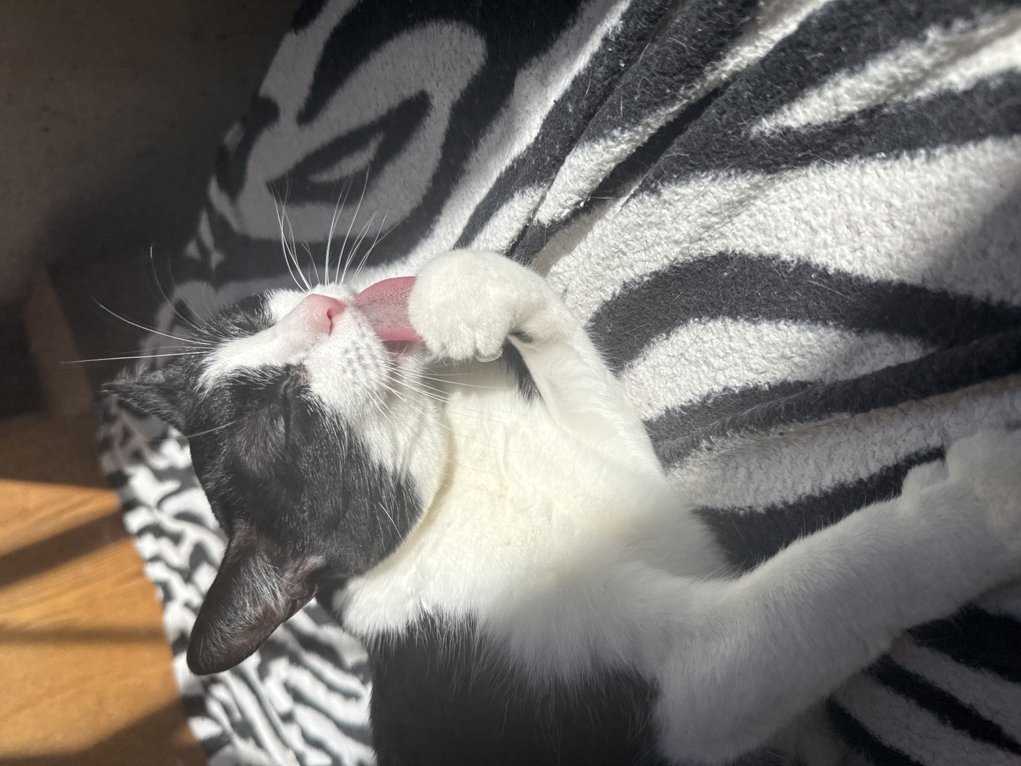 A black and white cat is lying on a zebra-striped blanket. The cat is grooming itself, licking its front paw with its pink tongue. The blanket is a soft, fuzzy material. The cat appears to be indoors, possibly in a home. Light is coming from the left. The image doesn't contain any information that indicates it's located in the city of Chaikovsky, Russia.
