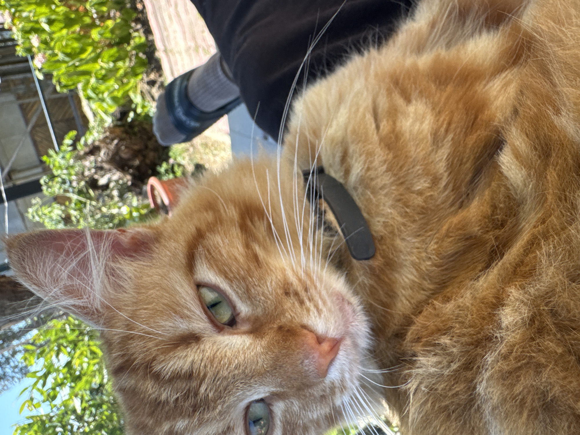 In this close-up, eye-level outdoor shot, an orange tabby cat is the primary subject, positioned in the foreground. The cat's gaze is directed slightly away from the camera, with its green eyes open. The cat is wearing a black collar. Behind the cat, a person's legs and feet are visible, clad in dark pants and grey socks with sandals. The environment appears to be a residential yard, with green foliage and plants in the background, suggesting a warm, sunny day. The scene is likely located in Vesyoloye, Russia, based on the provided context.