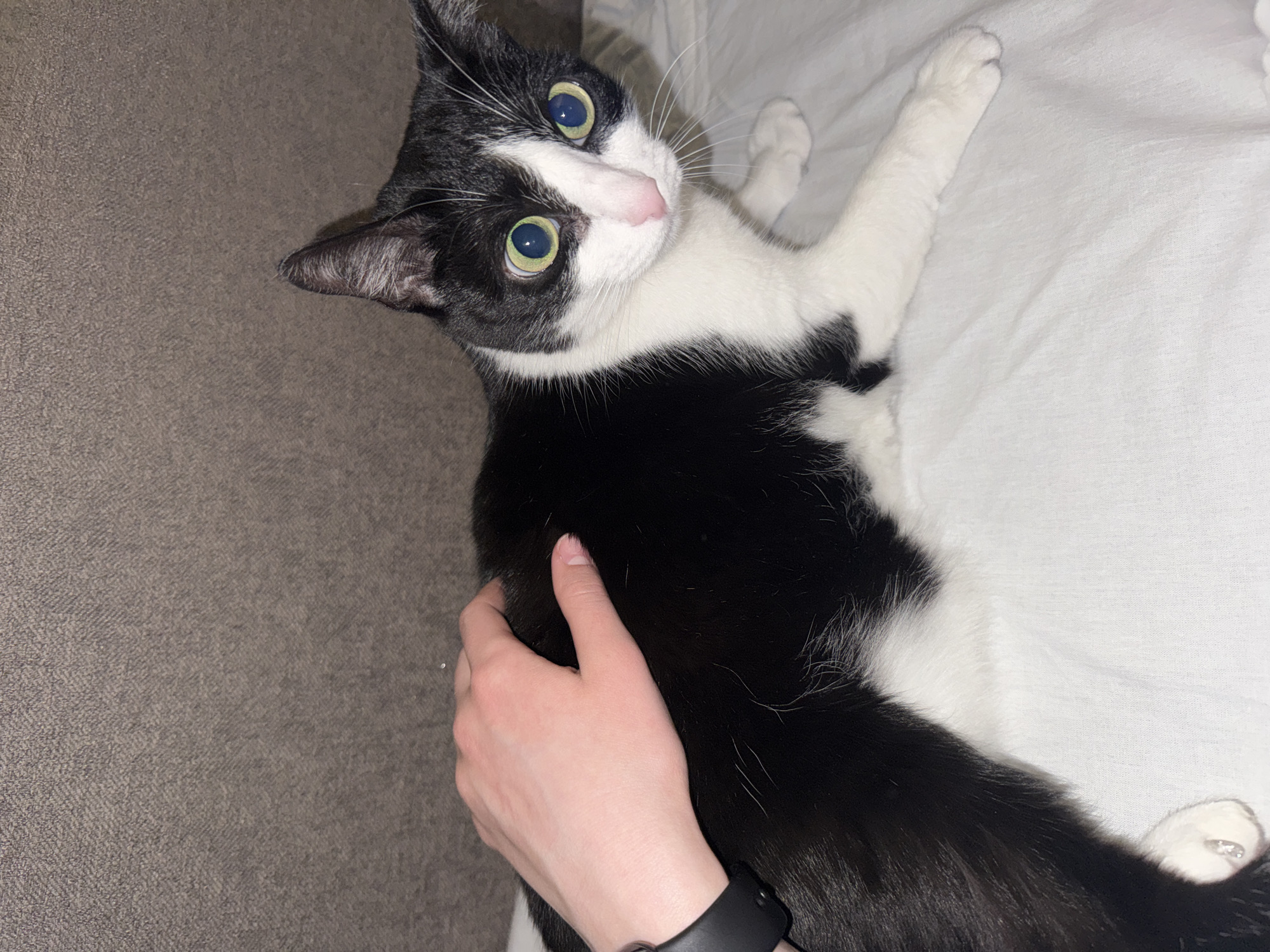 A black and white cat with large green eyes is lying on a white surface, possibly a bed or cushion. A human hand is resting on the cat's body, near its midsection. The person is wearing a black smartwatch on their wrist. The cat appears to be looking up and to the right of the frame. The background consists of a textured grey surface. The location is unknown and cannot be determined from the given image. There is no indication of the city of Chaikovsky, Russia.