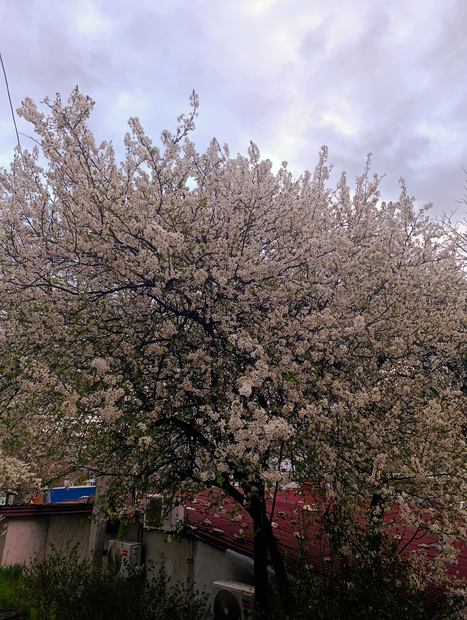 A full, blooming tree, possibly a cherry or plum, dominates the image. The tree is covered in white blossoms, and its branches extend across most of the frame. Behind the tree is a building with a red tiled roof. Attached to the side of the building are at least two air conditioning units. The sky is overcast with gray and white clouds. There is a building to the left and some foliage around the base of the building and in the lower foreground. Based on details such as the architecture and language on the air conditioning units, the scene is possibly in Kardzhali, Bulgaria.