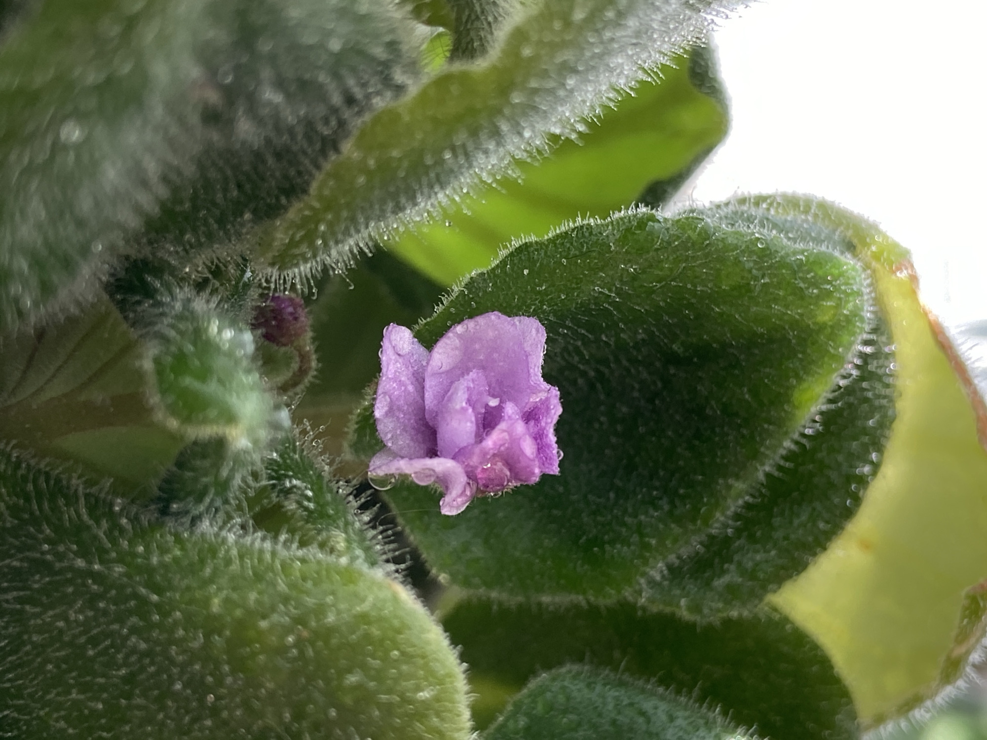 A close-up photograph captures a single, small, light-purple flower nestled among the furry, green leaves of an African Violet. Droplets of water cling to the flower petals and the fuzzy surface of the leaves. The background is a blurry white, suggesting natural light.