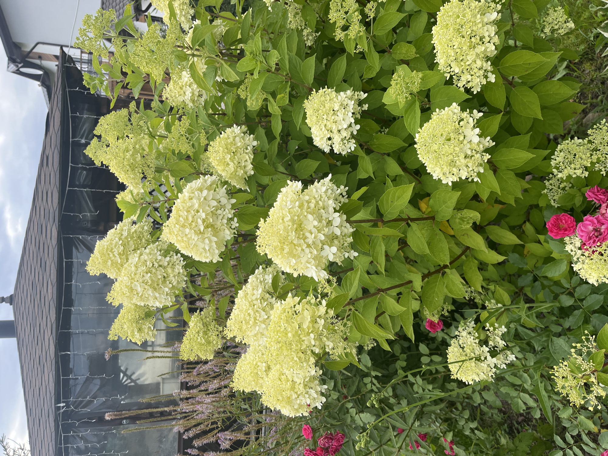 A full shot shows a garden in Vladimirovka, Russia. The garden features a variety of flowers, including large white hydrangeas and small pink roses. The hydrangeas are in full bloom, with many conical clusters of white flowers. The pink roses are smaller and have a more delicate appearance. In the background, a wooden gazebo with a dark roof is visible. The gazebo is decorated with string lights. The sky is overcast, with a few clouds visible. The overall impression is one of a well-maintained and beautiful garden, likely a private residence or a public park.