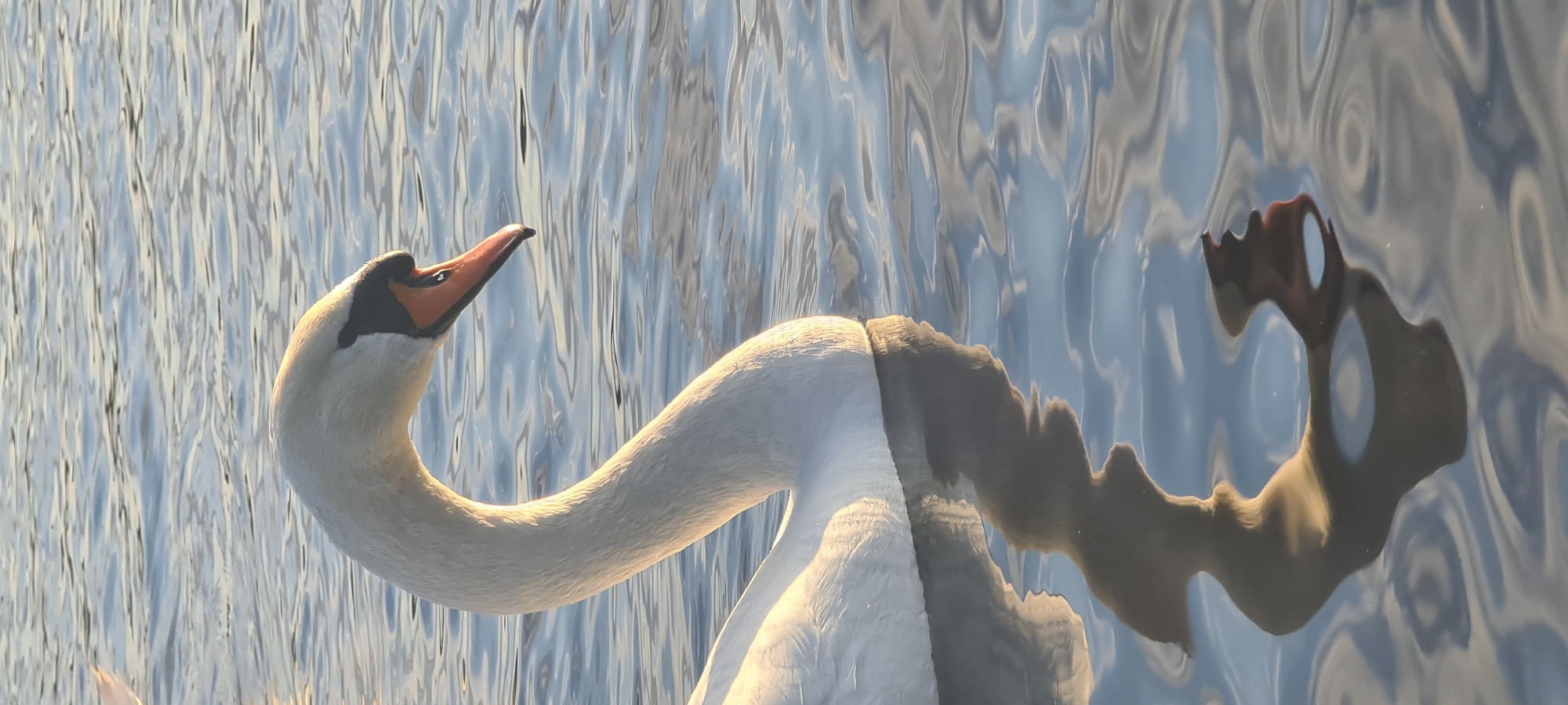 A white swan with an orange beak is swimming in the water. The water is blue-gray with subtle reflections. The bird's neck is curved upwards, its head tilted back. The legs, visible underwater, appear darker, possibly casting a shadow. Based on the context, the location is likely Riga, Latvia, given the reference image is sourced from there. However, the specific location within the city is not discernible from the image.