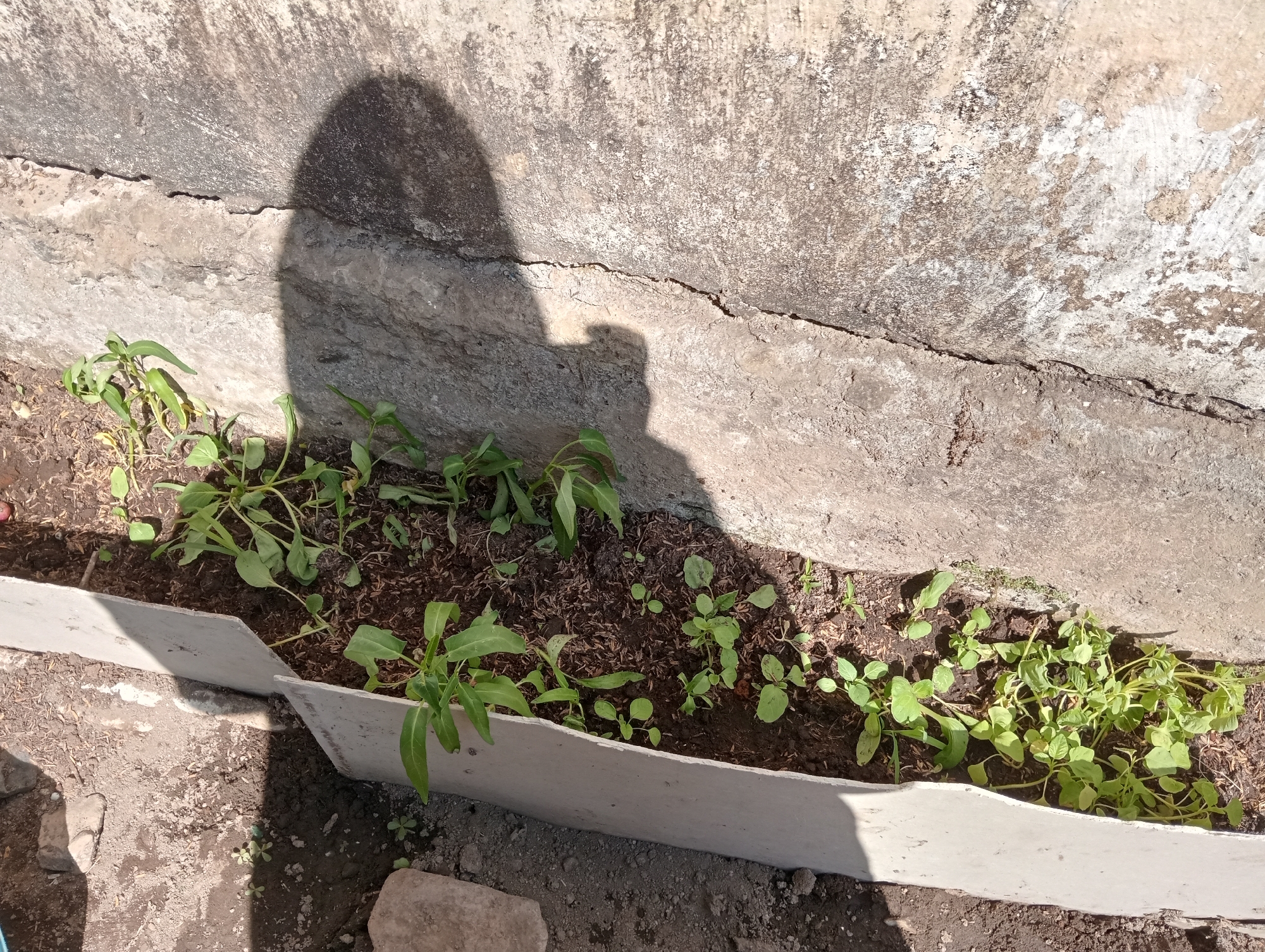 In Desa Silo, Indonesia, an outdoor, eye-level shot captures a close-up view of a shallow garden bed constructed with a white, L-shaped border. The garden bed is filled with dark soil, some of which is mulched with wood shavings. Several young plants are growing in the soil, varying in size and species. On the left side of the bed, a cluster of plants with elongated, dark green leaves are present, some reaching approximately 6-8 inches in height. Towards the right, smaller plants with rounder, lighter green leaves are more densely packed. The garden bed is situated next to a weathered, concrete wall with a prominent horizontal crack running through it. A shadow, likely cast by a person, falls across the concrete wall and onto the garden bed. The overall scene suggests a domestic or community gardening endeavor in an outdoor setting.