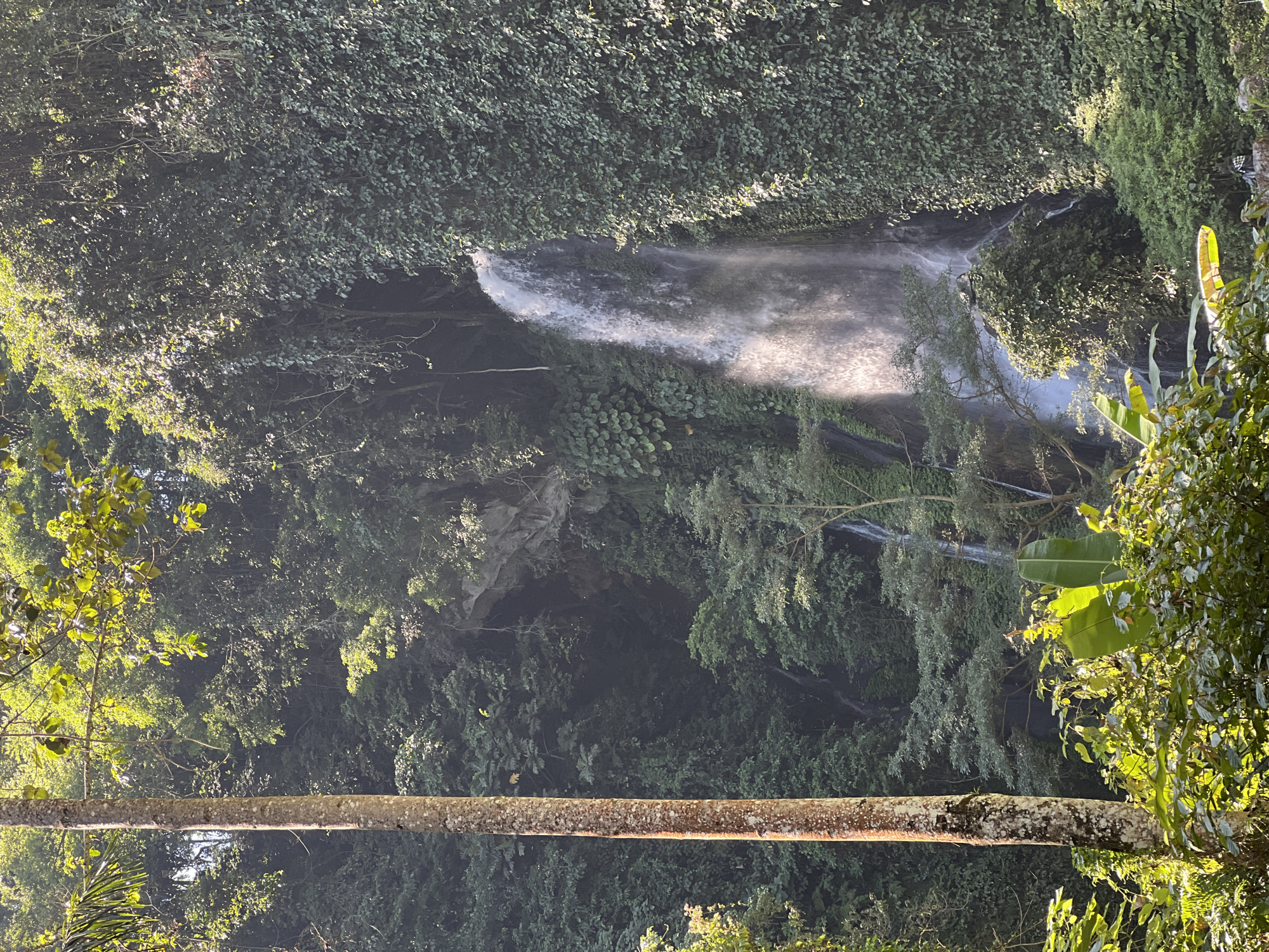 This image depicts a lush, tropical scene with a prominent waterfall cascading down a cliff face. The waterfall is surrounded by dense vegetation, with large green leaves and trees covering the cliff. Sunlight filters through the foliage, illuminating the mist from the waterfall. In the foreground, a large tree trunk with speckled bark stands vertically on the left side of the frame, partially obscuring the view of the waterfall. The overall environment suggests a natural, untamed landscape. The location is identified as Busungbiu, Indonesia. There are no people visible in the image.