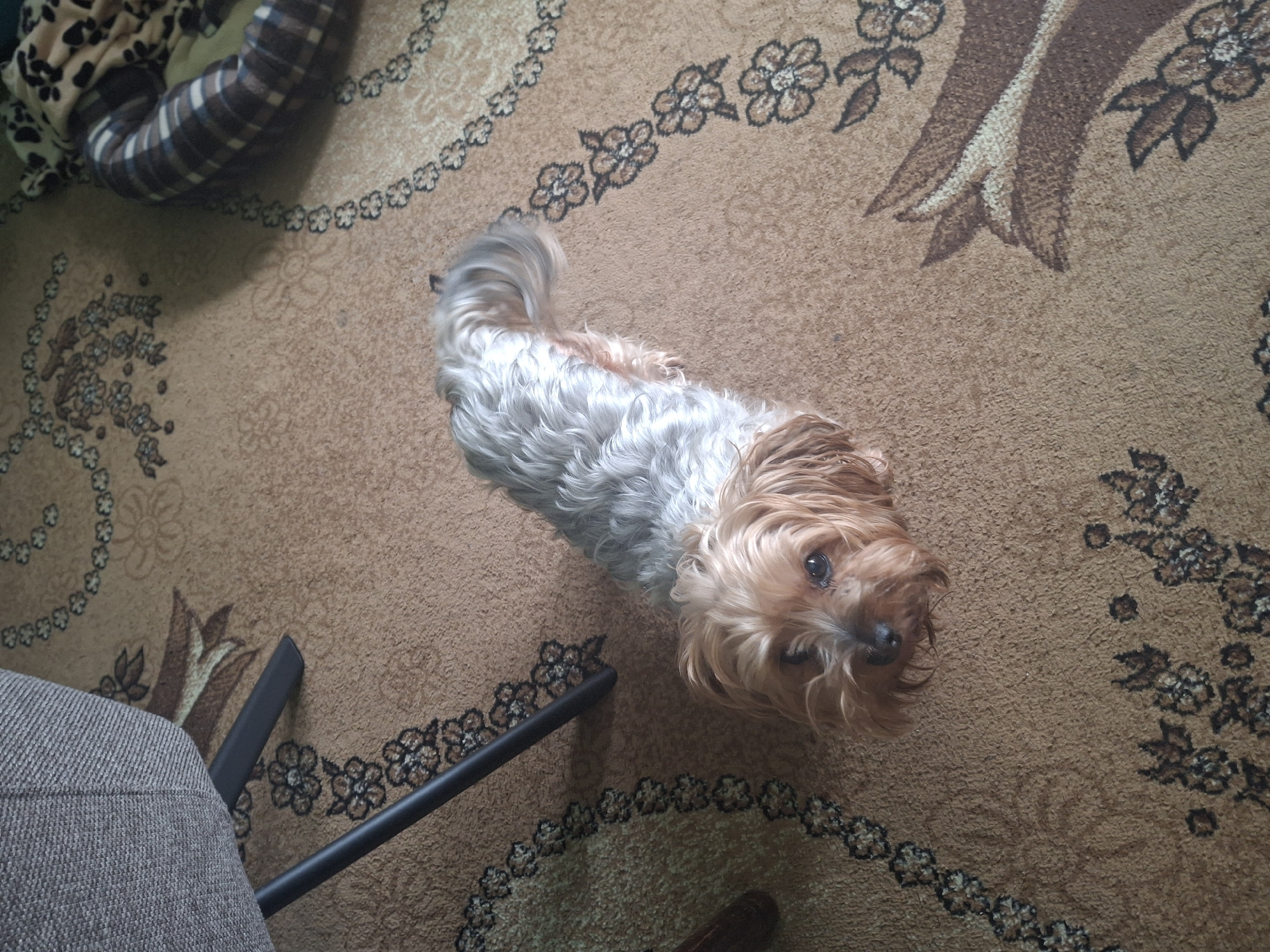 A medium-sized dog with brown and white fur stands on a brown carpet patterned with floral designs. The dog is positioned in the center of the frame, looking directly at the camera. To the left of the dog is part of a gray upholstered chair with black metal legs. In the upper left corner of the image, a portion of a striped dog bed is visible.