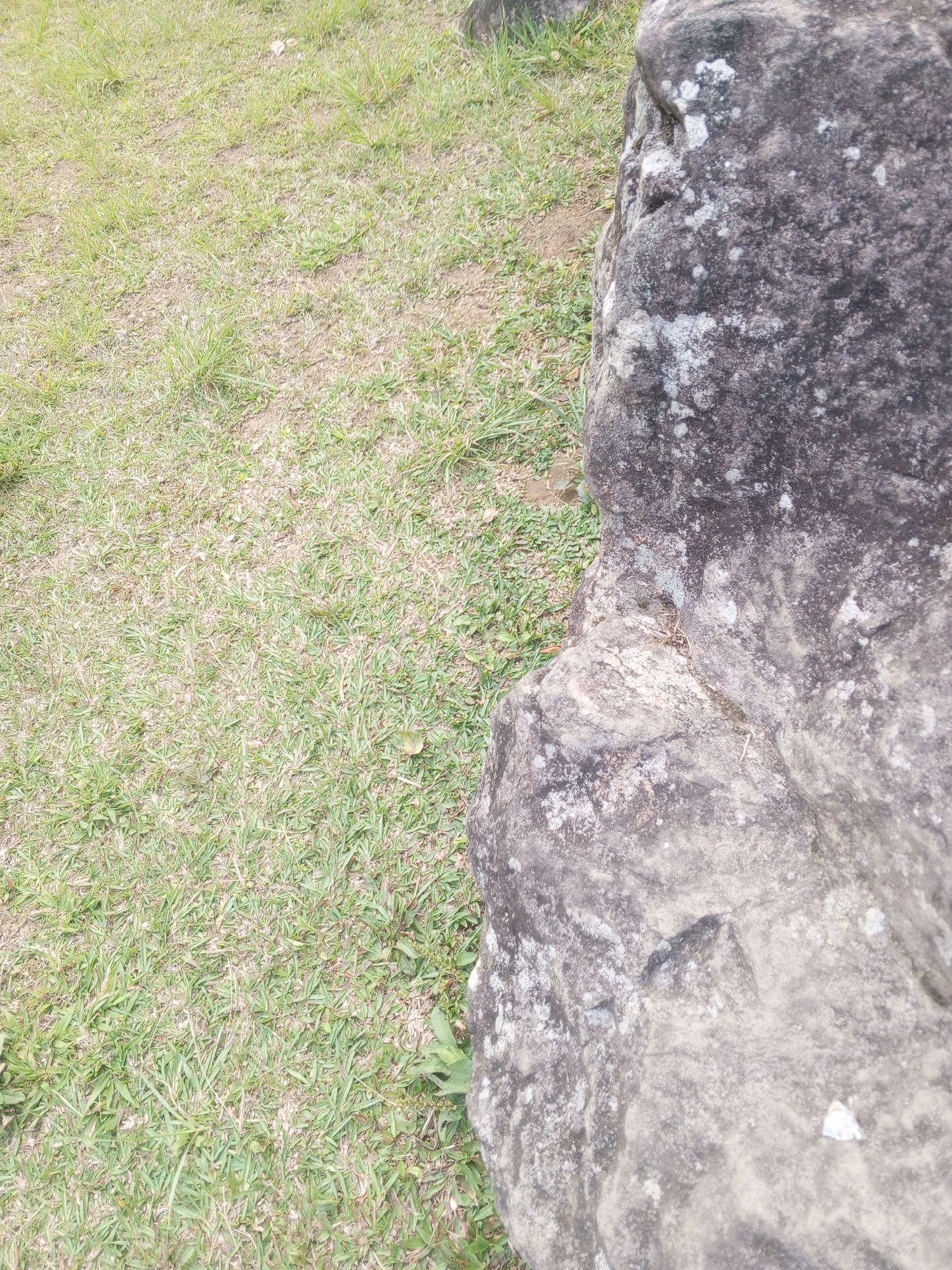 The image displays a close-up view of a large, grey, rough-textured rock situated on a grassy area. The rock occupies the right side of the frame, with its surface showing variations in color and texture, including lighter patches that appear to be lichen or mineral deposits. The left side of the image consists of short, green grass with some dry patches and scattered small plants. The overall scene is outdoors, in a natural or park-like setting, with the boundary between the rock and the grass clearly visible. The image appears to be taken in Dambulla, Sri Lanka, as suggested by the context provided. There are no people or discernible actions visible in the image.