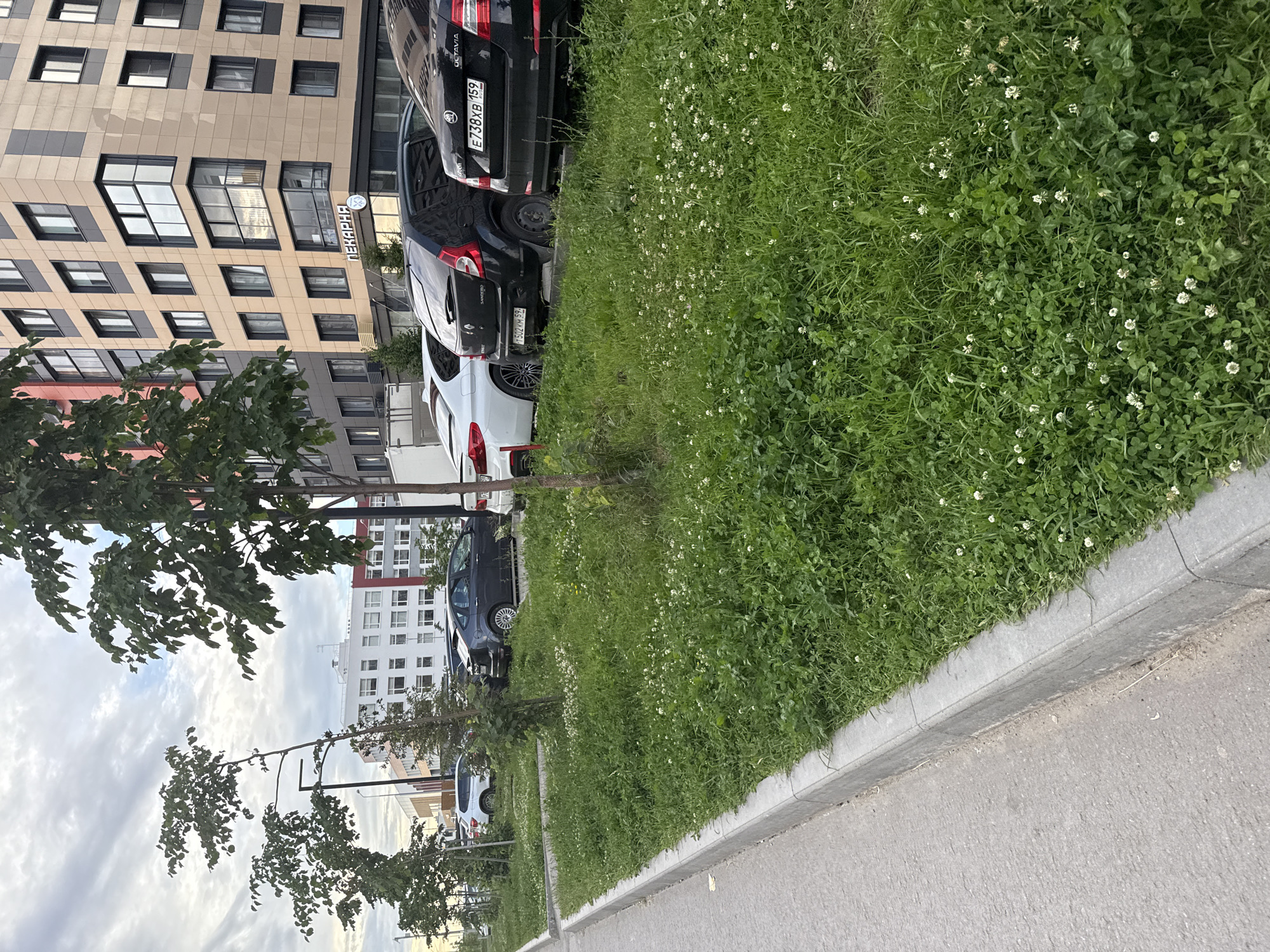 The image shows a street view in the city of Perm, Russia, featuring a modern apartment building with a beige and grey facade. In the foreground, there is a parking lot with several cars, including a black Skoda Octavia, a black Renault Sandero, a dark grey Ford Focus, and a white BMW. A patch of green grass with small white flowers borders the parking lot and the sidewalk. Trees are planted along the sidewalk, some of which are tall and slender, while others are shorter and bushier. The sky is overcast with visible clouds. There are no people visible in the image.