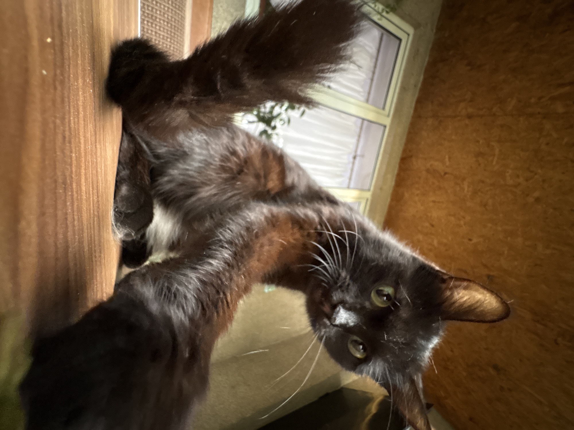 A black cat with green eyes and long fur is the subject of this low-angle, close-up photograph. The cat is in a room with wooden walls and a window with white curtains. The cat's head is tilted, and it appears to be looking at the camera. The lighting suggests it is daytime, possibly evening. The image appears to be taken in Almaty, Kazakhstan. The cat's fur is fluffy and appears to be a mix of black and brown. Its ears are pointed, and its whiskers are long and white. The background is out of focus, but it appears to be a domestic setting.