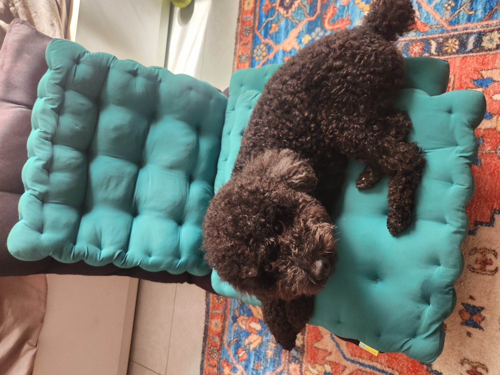 An adult brown poodle lies on a tufted teal cushion, which is placed on a patterned rug. The dog's head rests on its paws, facing forward with its eyes open. The cushion is part of a larger seating arrangement, with a dark brown cushion visible behind it. The background shows a tiled floor and a blurred white surface, possibly a table or cabinet. The scene appears to be indoors, in a domestic setting in Da Nang, Vietnam.