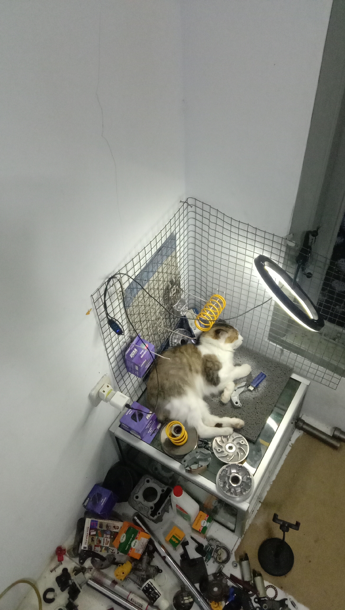 A fluffy, long-haired cat with brown and white markings is sleeping on a grey mat. The cat is lying on its back with its paws extended. The mat is on top of a glass-topped cabinet. Around the cat and cabinet, there are various mechanical parts, likely from a motorcycle. These include gears, springs, and what appear to be engine components.
The scene is set in an indoor location, possibly a workshop or garage, in Karangmangu, Indonesia. The walls are white, and one wall has a visible crack. A wire mesh enclosure is set up in the corner of the room. A circular LED lamp is positioned above and to the right of the cat, illuminating the area. Several purple boxes, likely containing motorcycle parts, are scattered around. Electrical cords and power adapters are also present. The floor is a light brown color. The overall impression is one of a workspace where a pet has made itself comfortable amidst ongoing work.