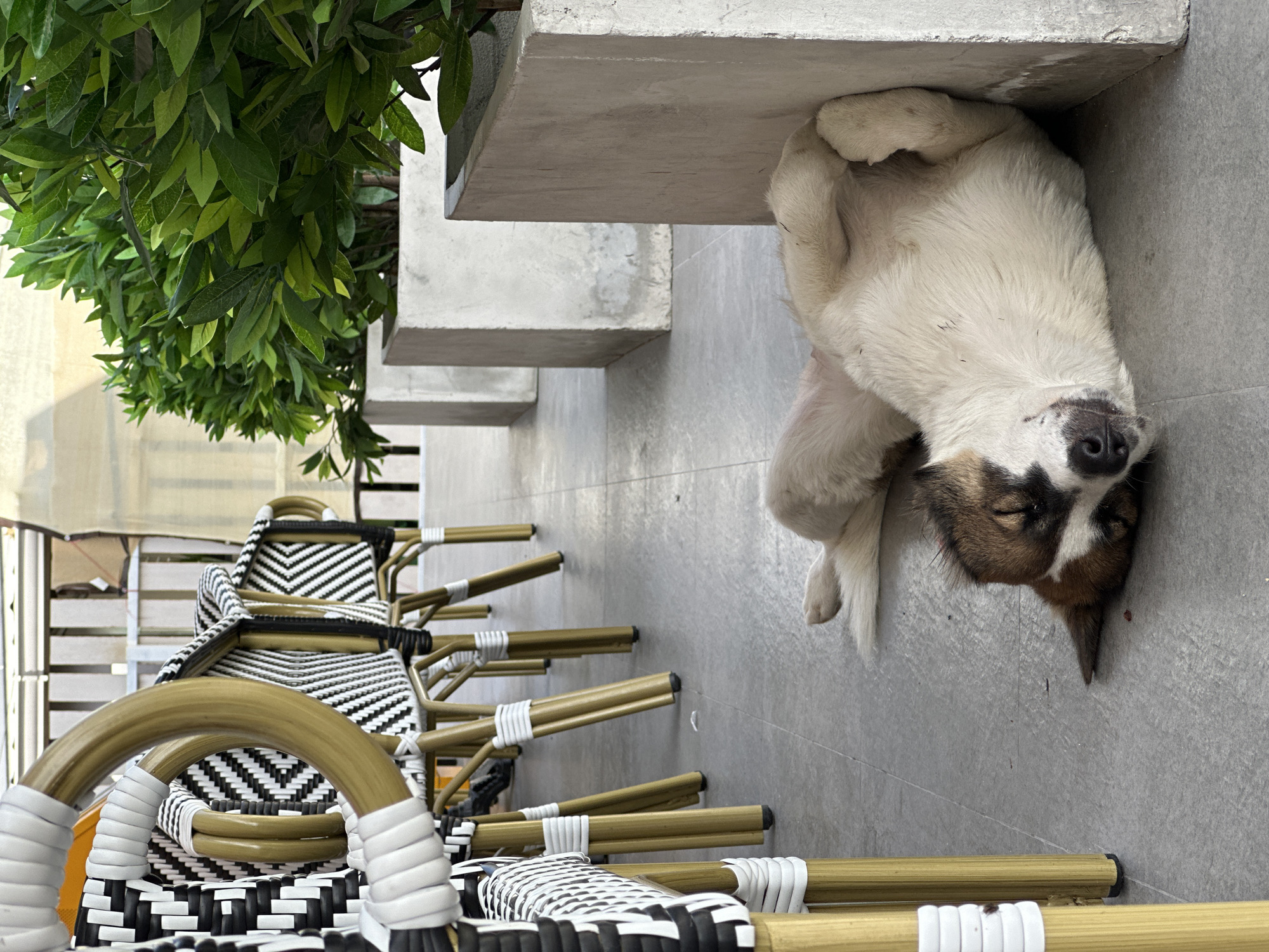 In the outdoor seating area of a restaurant in Ko Phangan, Thailand, a medium-sized dog is asleep on the ground. The dog is lying on its back, with its legs curled up and its head resting against a concrete planter. The dog's fur is predominantly white with brown and black markings on its face. In the background, a row of outdoor chairs with gold-colored legs and black and white woven seats are visible, as well as several large concrete planters filled with lush green plants. The ground is paved with gray tiles. The scene suggests a quiet, relaxed atmosphere.