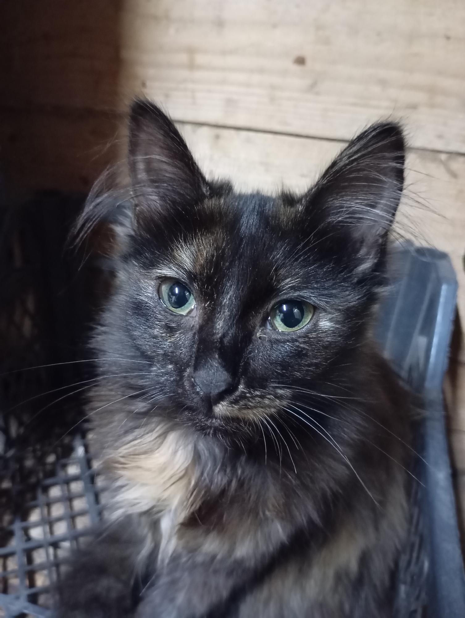A tortoiseshell cat with green eyes is sitting in a dark, possibly plastic, container. The background consists of wooden planks. The cat's fur is a mix of black, brown, and lighter patches. The image is a close-up shot, focusing on the cat's face and upper body.