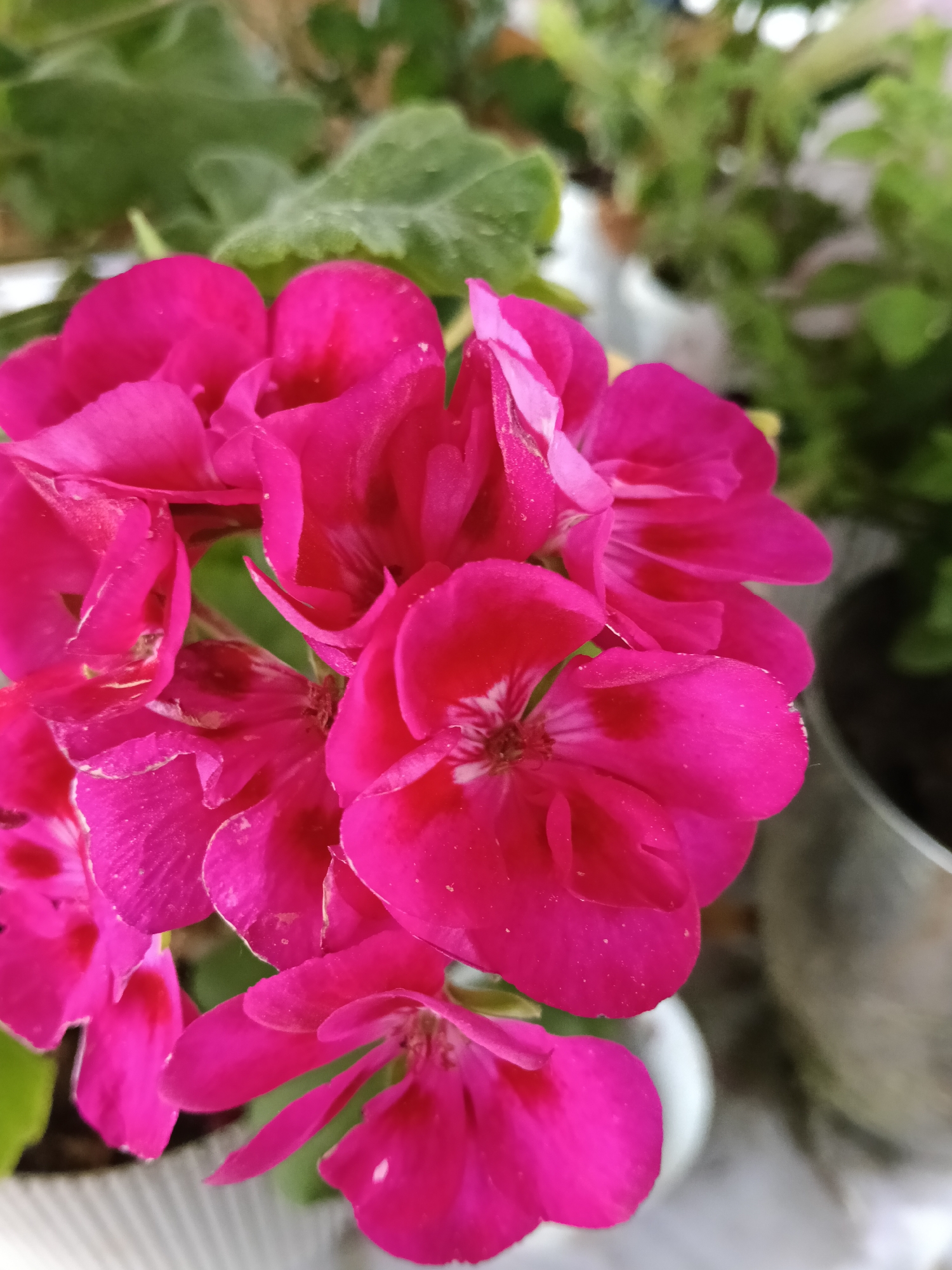 The image depicts a cluster of bright pink geranium flowers, likely in a pot, with green foliage visible in the background. Other potted plants are blurred and indistinct. No people, actions, or interactions are visible in the frame. The image does not provide enough information to determine if the image was taken in the city of Красный Маяк, Russia, or in the vicinity of Красный Маяк, Russia.
