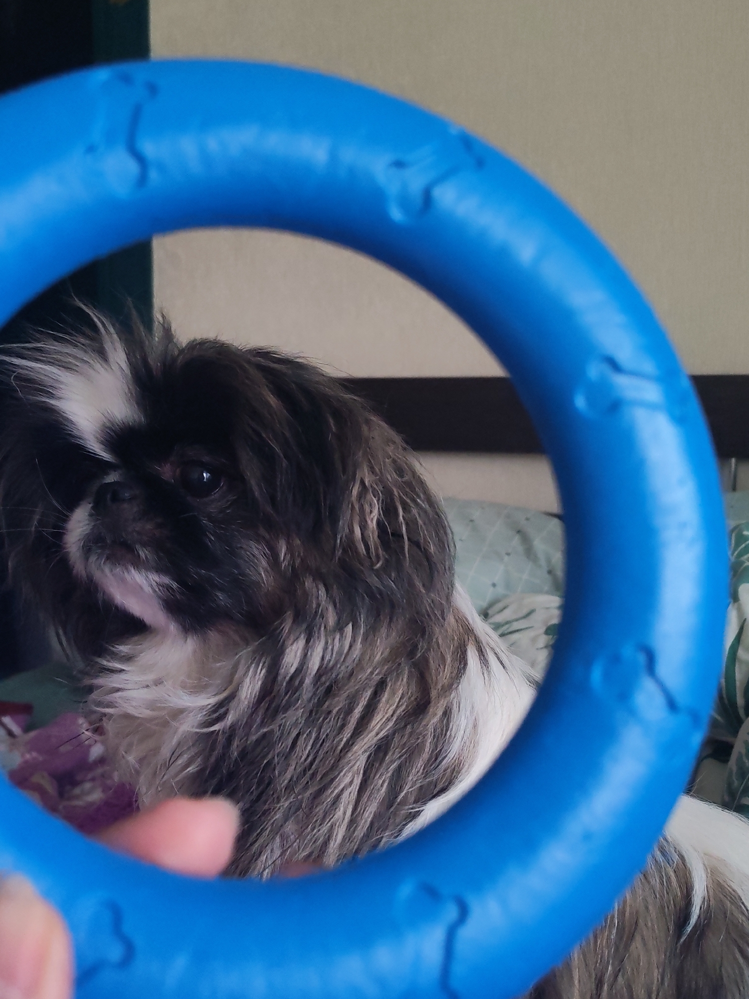 The image captures a close-up indoor scene featuring a black and white long-haired dog, likely a Pekingese, positioned centrally. The dog has dark fur with a prominent white stripe on its head and white markings around its snout and chest. Its gaze is directed slightly to the left of the frame, past a prominent blue circular dog toy held in the immediate foreground.
The blue toy, possibly a rubber ring or tug toy, features embossed bone shapes on its surface and is partially held by a human finger visible at the bottom left. The toy acts as a frame, drawing attention to the dog's head and chest.
In the background, elements of a home interior are visible, including a dark headboard of a bed and a patterned bedspread or blanket (light green with a leaf pattern). Another piece of patterned fabric with purple hues is present to the bottom left. The lighting is soft and ambient, suggesting a daytime indoor setting. The dog appears calm and observant, engaged in an interaction with the person holding the toy. There is no visible text in the image. While the provided context indicates Izhevsk, Russia, no specific visual cues within the image itself confirm this location.