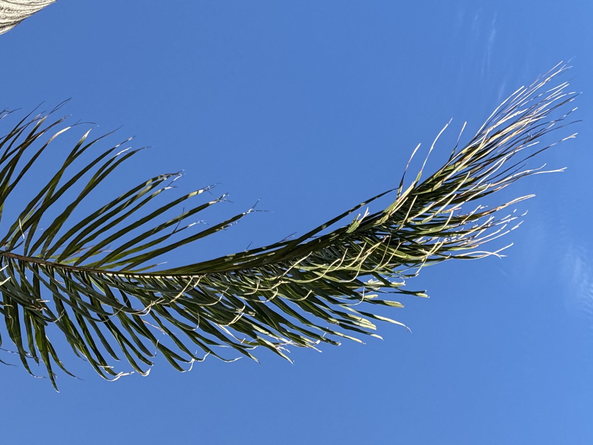 The image captures a vibrant green palm frond dramatically silhouetted against a brilliant, clear blue sky. The frond extends diagonally across the frame, starting from the mid-left and sweeping towards the upper-right. Numerous individual leaflets branch off the main stem, many of their edges illuminated by intense sunlight, creating bright, almost white highlights that contrast sharply with the deeper green of the frond and the blue sky. Some tips of the leaflets appear lighter, possibly due to sun exposure or dryness.
A minimal portion of a light-colored, textured structure, possibly stone or concrete, is visible in the extreme top-left corner, partially obscured by the palm frond. The sky is largely devoid of clouds, indicating very bright and sunny weather. The scene suggests a warm, outdoor environment, consistent with the provided location context of Alanya, Turkey, likely captured during bright daylight hours. No discernible activity or people are present. There is no visible text in the image.