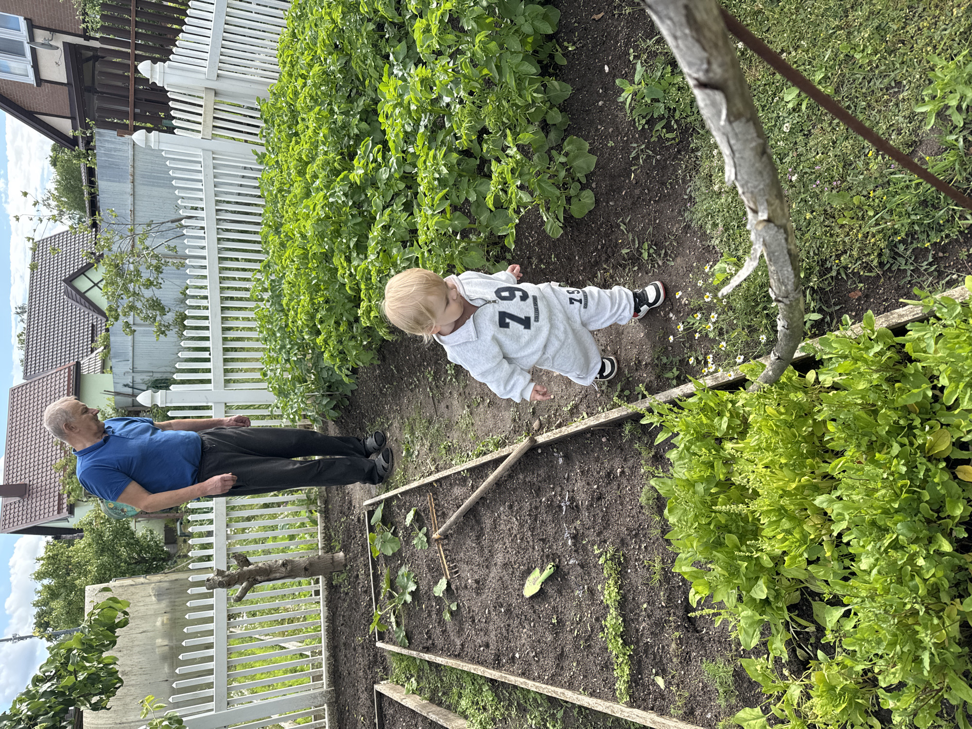 An elderly man and a toddler are in a garden. The man, wearing a blue polo shirt and dark pants, stands near a white picket fence, looking down at the ground. The toddler, dressed in a gray tracksuit with the number 79 on it, walks on a path through the garden. The garden features raised beds with various plants, including young potato plants, and a rake and trowel lie in one of the beds. Houses and trees are visible in the background under a cloudy sky. The scene appears to be in Gvardeysk, Russia.