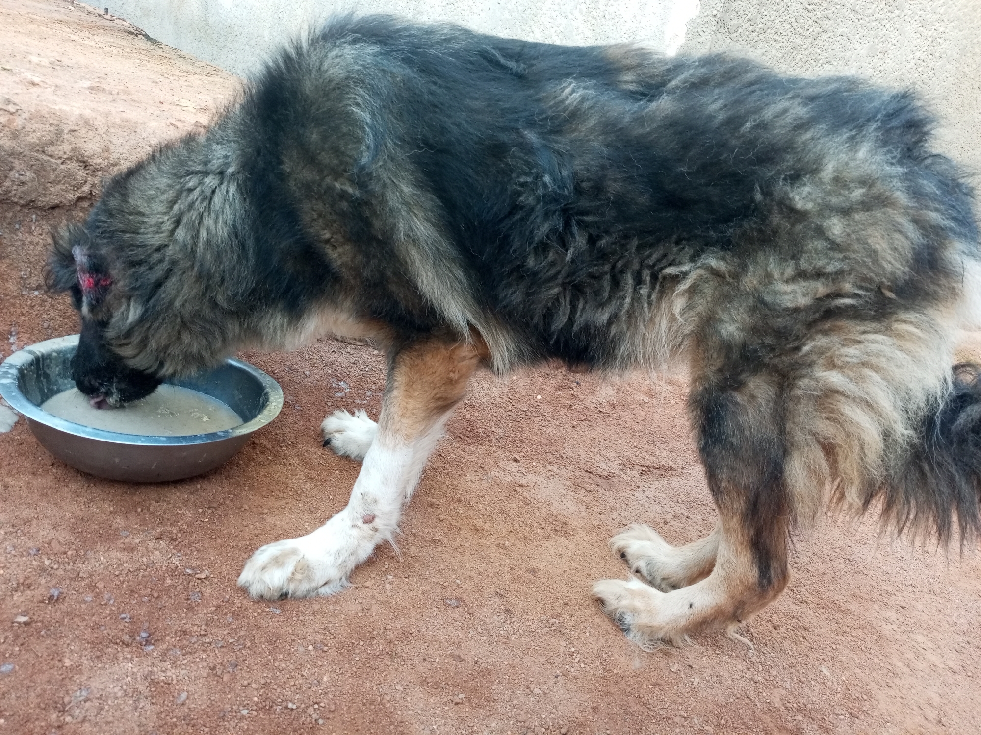 A medium-sized, long-haired dog is drinking from a metal bowl. The dog is dark gray and black, with some lighter patches of fur. Its head is lowered into the bowl. The ground is a reddish-brown color and appears to be composed of small pebbles or dirt. There is a concrete step or ledge visible in the upper left corner. The background is a light, neutral color, possibly a wall or building. The location is Bukuru, Nigeria.