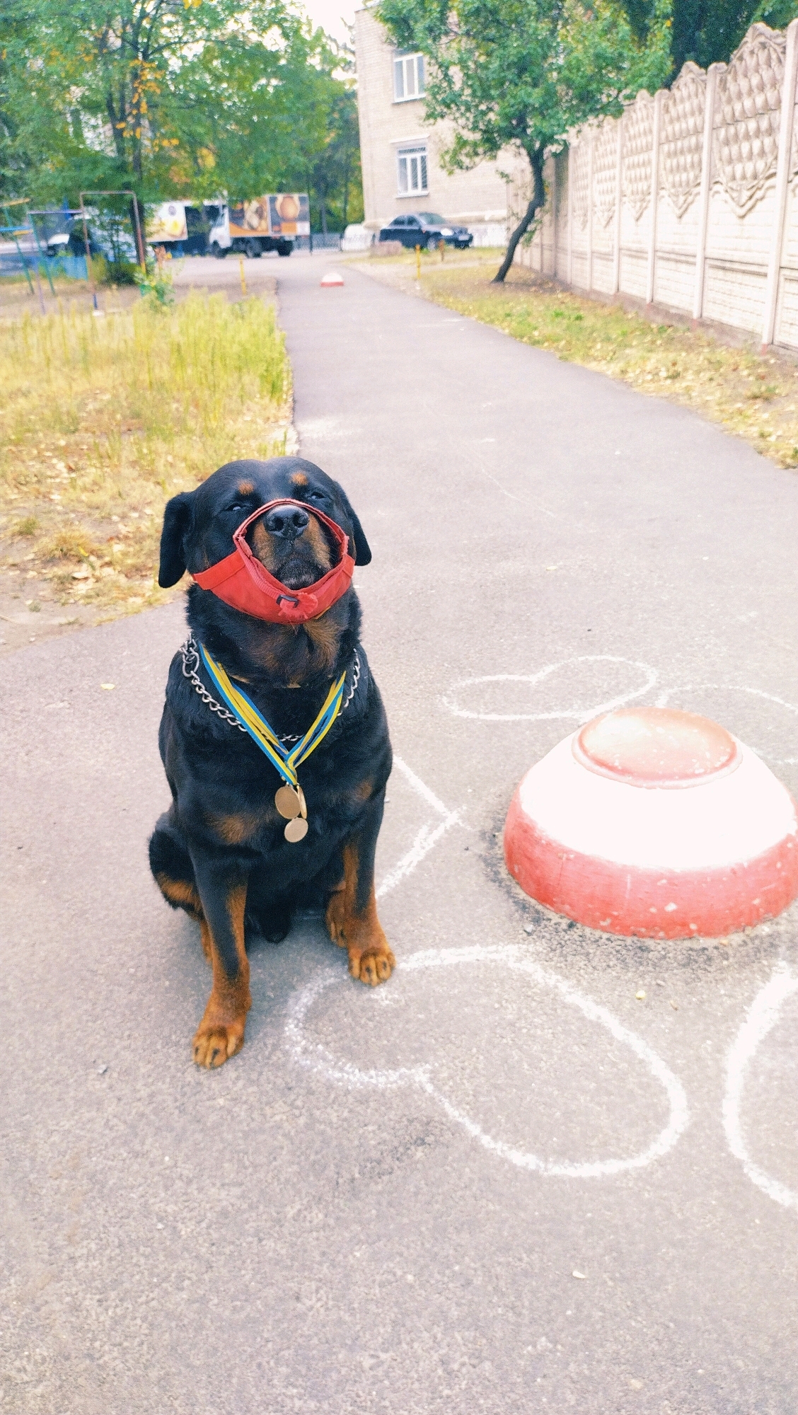 A Rottweiler dog is sitting on a paved path in an urban area. The dog is wearing a red muzzle and a collar with a medal or award. The path is lined with grass and trees, and a brick wall with a decorative pattern is visible on the right side of the image. In the background, there is a multi-story building and some vehicles. The scene appears to be a public space, possibly a park or residential area in Horishni Plavni, Ukraine.