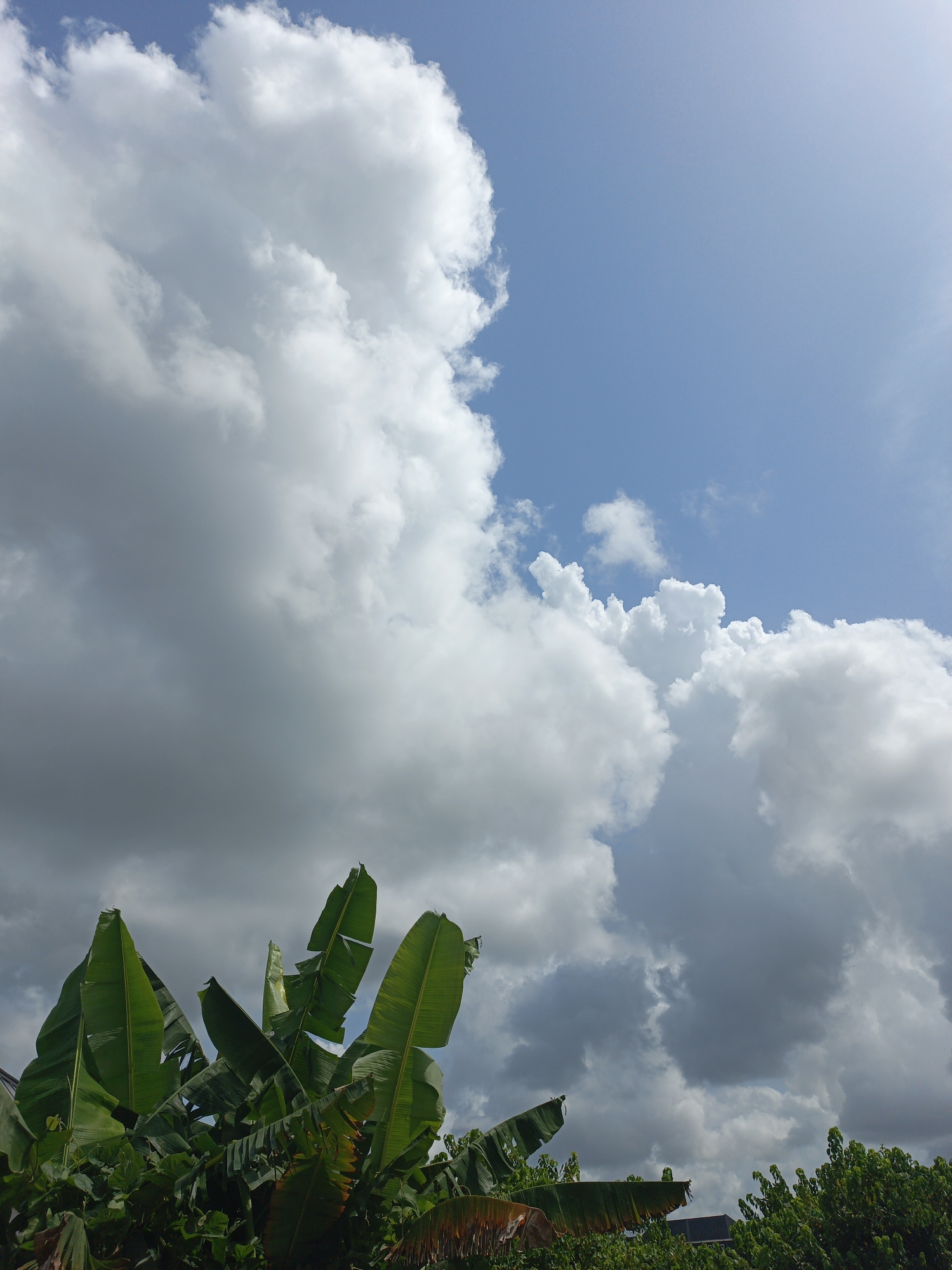 The image shows a view from an unspecified location in the city of Unknown, Unknown, capturing a partly cloudy sky with a bright blue patch. The lower portion of the frame is filled with dense green foliage, dominated by banana plants with large, vibrant green leaves. Some leaves show signs of browning. In the background, additional trees with smaller leaves are visible. The clouds range from bright white to darker grey, suggesting varied atmospheric conditions.