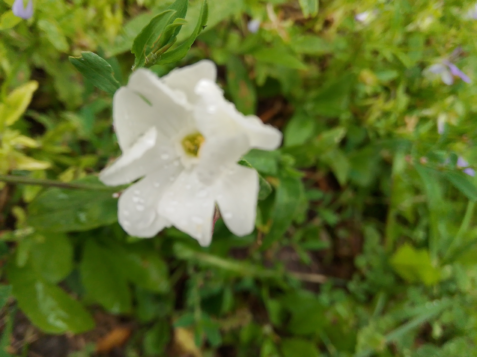 A close-up, slightly blurred shot focuses on a single white flower with water droplets on its petals, set against a background of green foliage. The flower's center is a pale yellow. The surrounding environment is composed of various green leaves and some out-of-focus small purple flowers in the distance. The lighting suggests it may be overcast or after rain. There are no people or man-made structures visible. The scene appears to be a natural setting, possibly a garden or park.