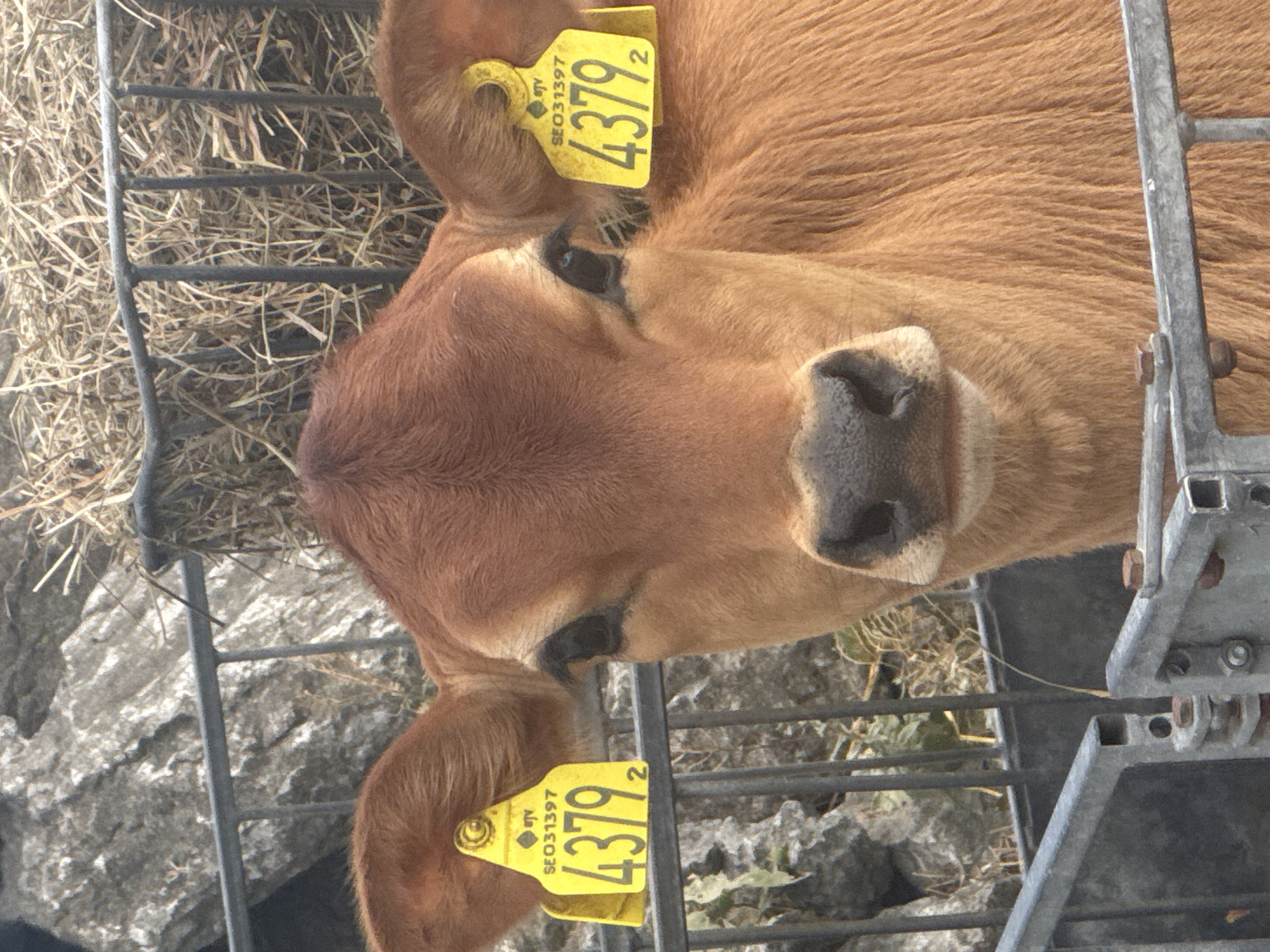 A young, light brown calf stands in a metal enclosure. The calf has a dark brown nose and dark eyes. Yellow ear tags are attached to both ears. The left ear tag displays the text "STV SEO31397 4379 2". The right ear tag is partially visible. Behind the calf, a rough-textured grey rock is visible, along with dry straw and a metal fence. The enclosure appears to be outdoors. There is no indication of the location in Borgholm, Sweden.