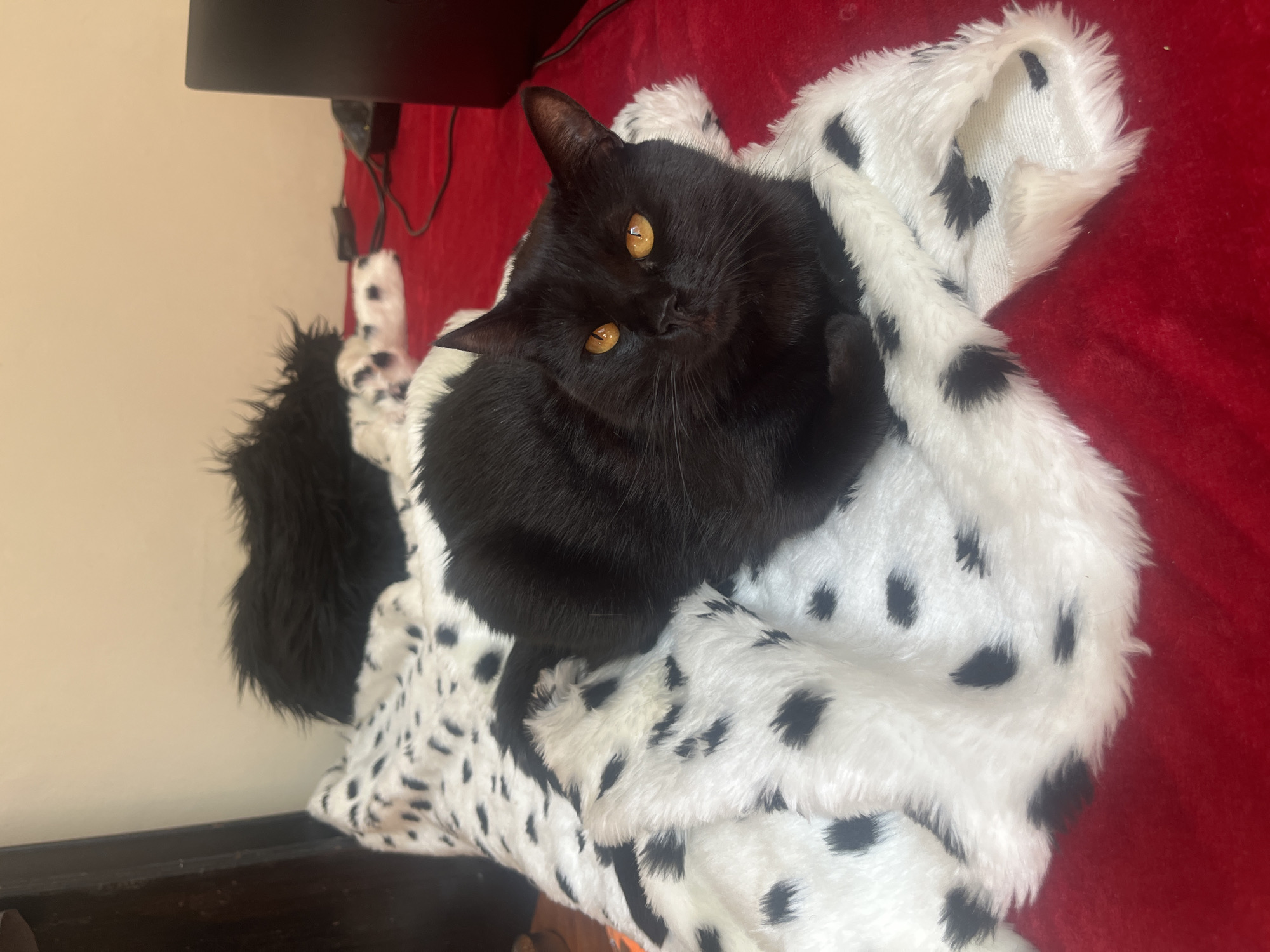 A black cat with amber eyes lies on a white faux fur blanket with black Dalmatian-like spots. The blanket is draped over a red surface. The scene is indoors, with a dark, indistinct object and a wall in the background. There is no indication of the location being Buenos Aires, Argentina.