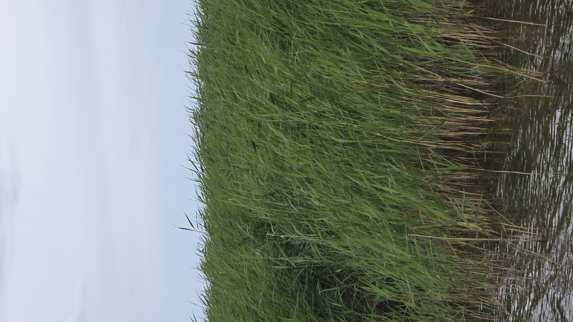 The image depicts a natural scene with a focus on tall, green reeds growing along the edge of a body of water. The reeds are dense and appear to be swaying, suggesting a gentle breeze. The water in the foreground reflects the reeds and the sky. The sky itself is a pale blue, indicating an overcast or cloudy day. There are no people or man-made structures visible in the image. The overall impression is one of a tranquil, natural environment.