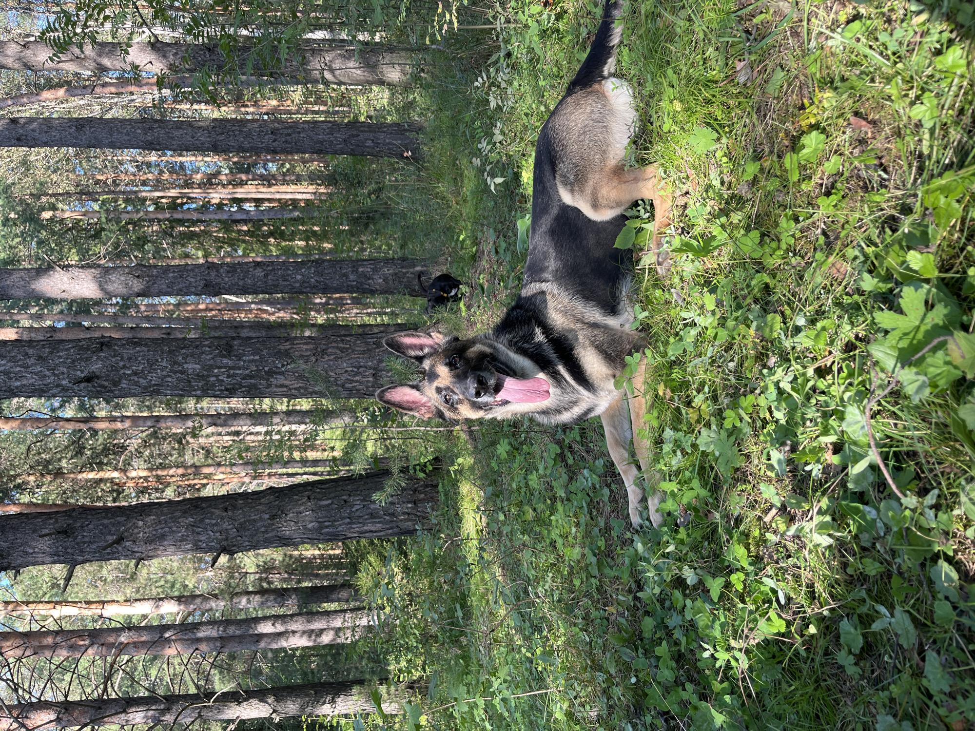 A German Shepherd dog lies on the grass in a forest. The dog is facing the camera with its mouth open and tongue out. In the background, a smaller black dog is visible, also in the forest. The forest is composed of tall, thin trees and is covered in green foliage. The sun is shining through the trees, casting shadows on the ground. The image appears to have been taken in a natural setting, such as a park or a wooded area.