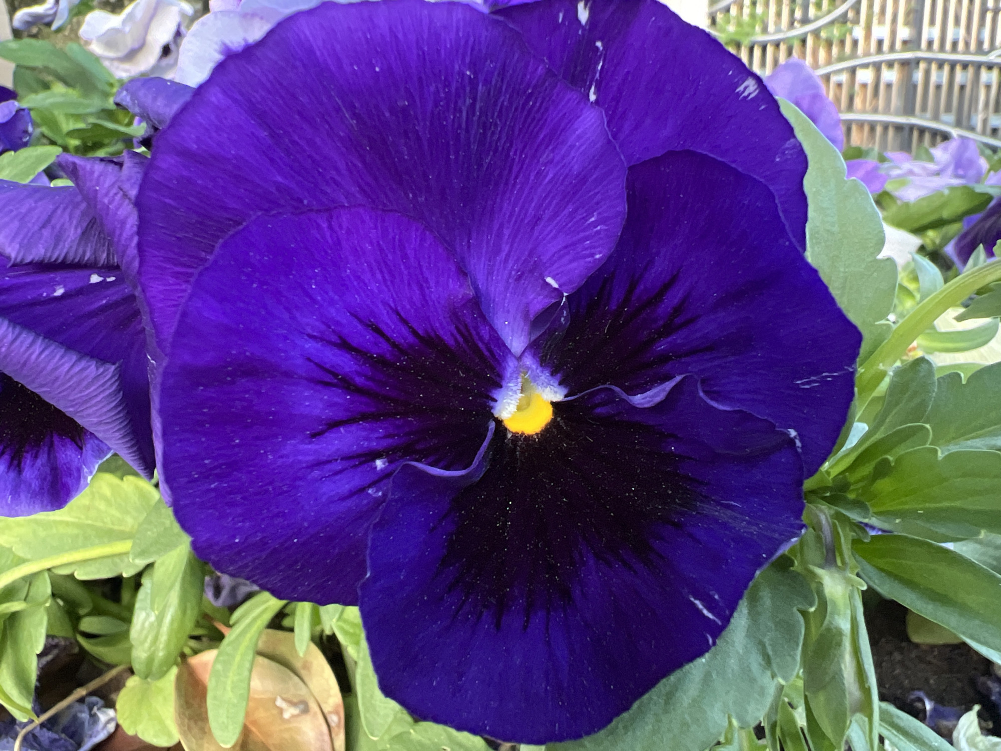 The image shows a close-up of a purple pansy flower in full bloom. The flower has dark purple petals with black markings radiating from the center. The center of the flower has a small yellow area. Green leaves surround the flower. The background is slightly out of focus, showing other plants and part of a fence. The location in the city of Krasnodar, Russia is not discernible from the image itself.
