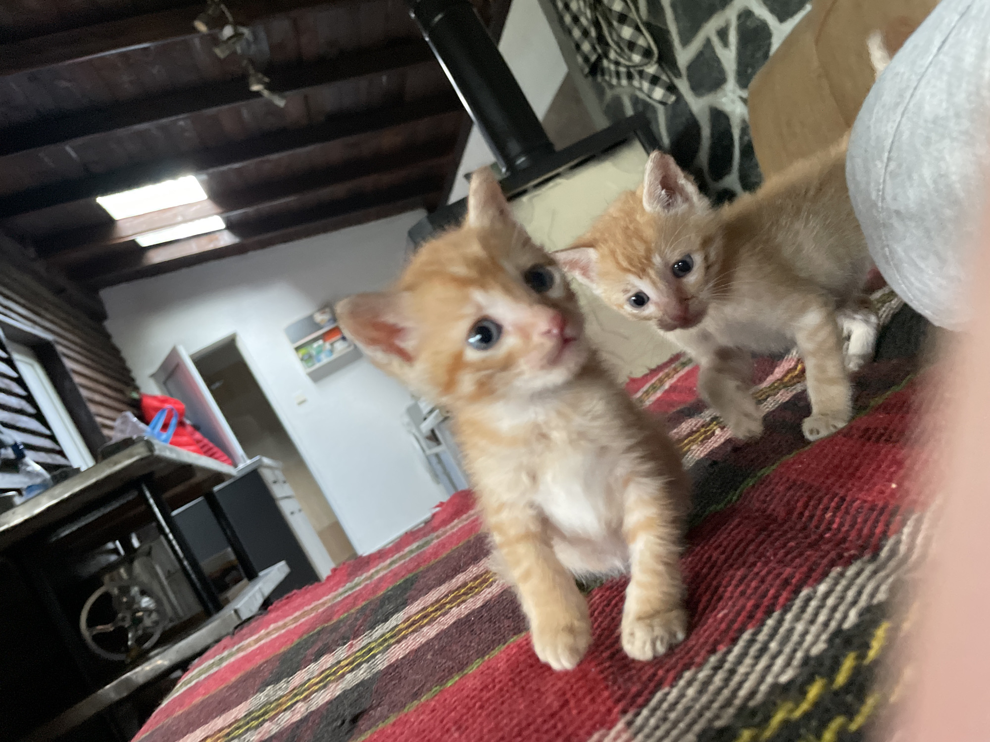Two orange tabby kittens are the focal point of the image. They stand on a striped rug, which features red, brown, white, and yellow stripes. The kitten in the foreground is standing upright, its blue eyes are visible, and it appears to be looking at the camera. The second kitten is behind the first, and also looking at the camera. In the background, a black fireplace is visible. The location is in a building with wooden ceilings, with the location being Zlatograd, Bulgaria. Other elements present include a desk, visible through an open door, and a checkered pattern fabric near the fireplace.
