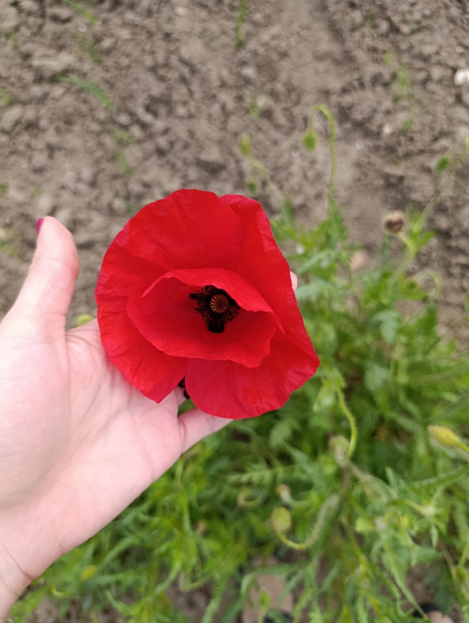 A person is holding a bright red poppy flower in their open hand. The hand's fingers are visible, and the person's fingernail is painted a light pink color. The poppy is fully open, displaying its dark center with radiating lines. The background consists of green vegetation and soil, suggesting an outdoor setting. Additional poppy buds on stems are visible behind the open flower. The image was taken in Generalovo, Bulgaria.