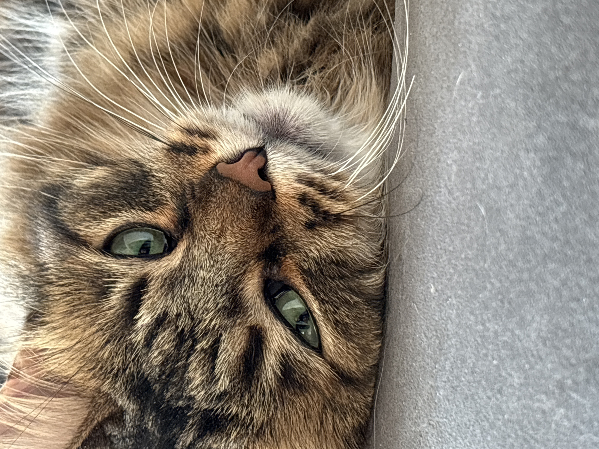 A close-up, eye-level, outdoor shot captures a tabby cat with green eyes, resting on a textured gray surface. The cat's fur is a mix of brown and black stripes, and its whiskers are long and white. The cat's pink nose and mouth are also visible. The background is blurred, suggesting the cat is the main subject of the photograph. There are no people or any other discernible objects in the frame, besides the cat and the surface it rests on. There is no information about the location in Babruysk, Belarus.