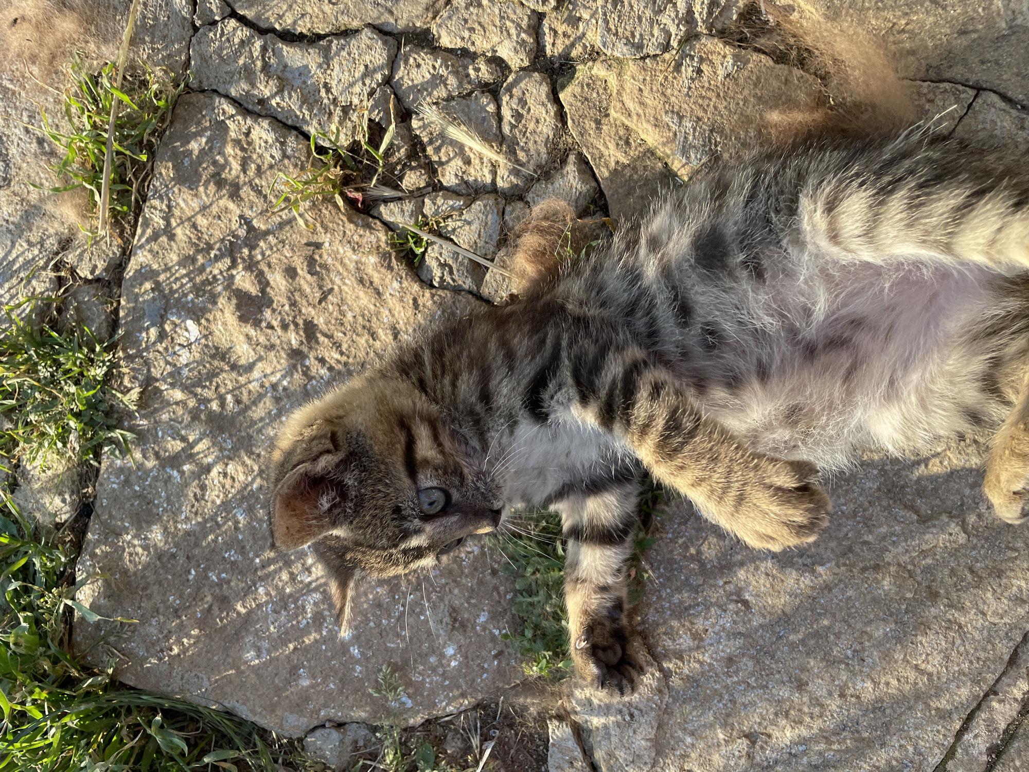 A high-angle, outdoor shot captures a small, tabby-patterned kitten lying on its back on a sunlit stone surface in Zlatograd, Bulgaria. The kitten, displaying distinctive brown, grey, and black stripes and an exposed light-colored belly, has blue-green eyes and is looking downward and to its left. Its front left paw is extended forward with claws partially visible, resting on a crack in the stone. The ground consists of irregular, light-brown stone paving with visible cracks and textured surfaces. Patches of green grass and small weeds grow between the stones. Scattered around the kitten, particularly on the right side and near its head, are several light brown, fluffy tufts of material, resembling shed fur or plant matter. Strong sunlight casts dappled shadows across the stone surface from unseen overhead foliage or objects, indicating an outdoor daytime setting. No other subjects or people are visible.