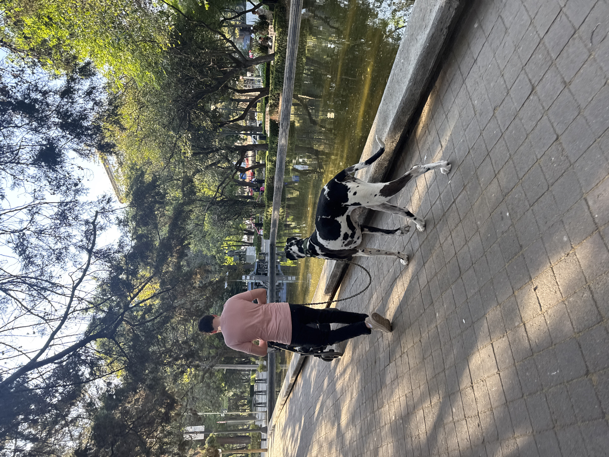 An adult male is observed walking from behind on a paved pedestrian pathway in a park in Mexico City, Mexico. He wears a light pink short-sleeved t-shirt, dark trousers, and light-colored sneakers. He pushes a black baby stroller with his left hand and holds a metal chain leash in his right hand. Attached to the leash is a large harlequin Great Dane dog, white with large irregular black patches, walking to the man's right. The pathway is constructed of square, dark gray pavers and runs parallel to a long, rectangular pond with murky green-brown water. A concrete curb separates the pathway from the pond. Numerous trees with green foliage are present, casting shadows across the pathway. In the background, beyond the pond, more trees, park benches, distant individuals, and urban infrastructure, including a partial view of a multi-story building and vehicles on a street, are visible. The scene is illuminated by natural light, casting distinct shadows on the ground.