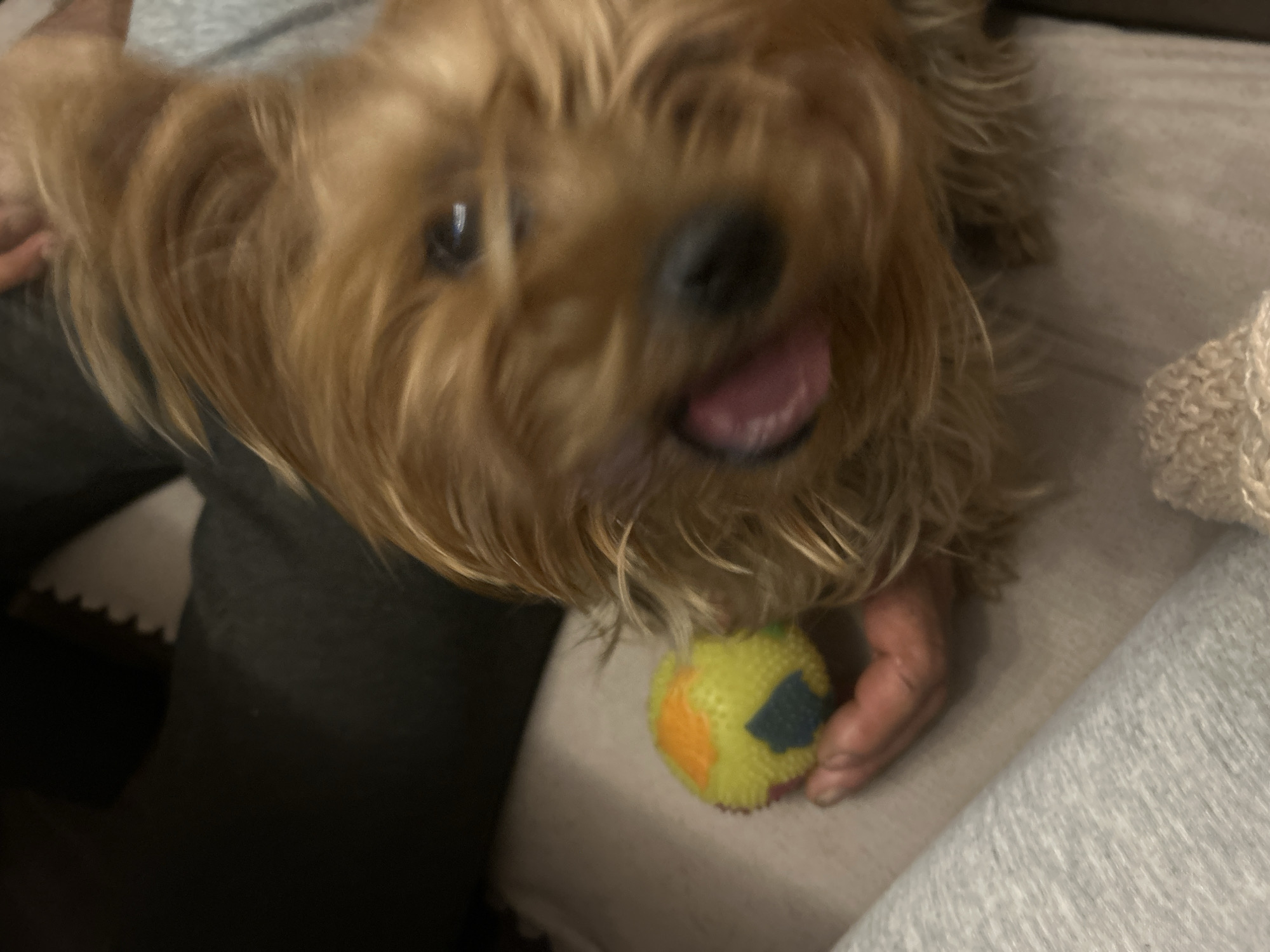 A brown Yorkshire Terrier-like dog with an open mouth and tongue visible is situated close to the camera. The dog is holding a yellow ball with multicolored patches in its mouth. A person's hand is holding the ball. The background is composed of grey and black clothing or fabric, suggesting the dog is on a person's lap or sitting on a couch. The location and time of day are not indicated. The city of Burgas, Bulgaria, is not directly identified.