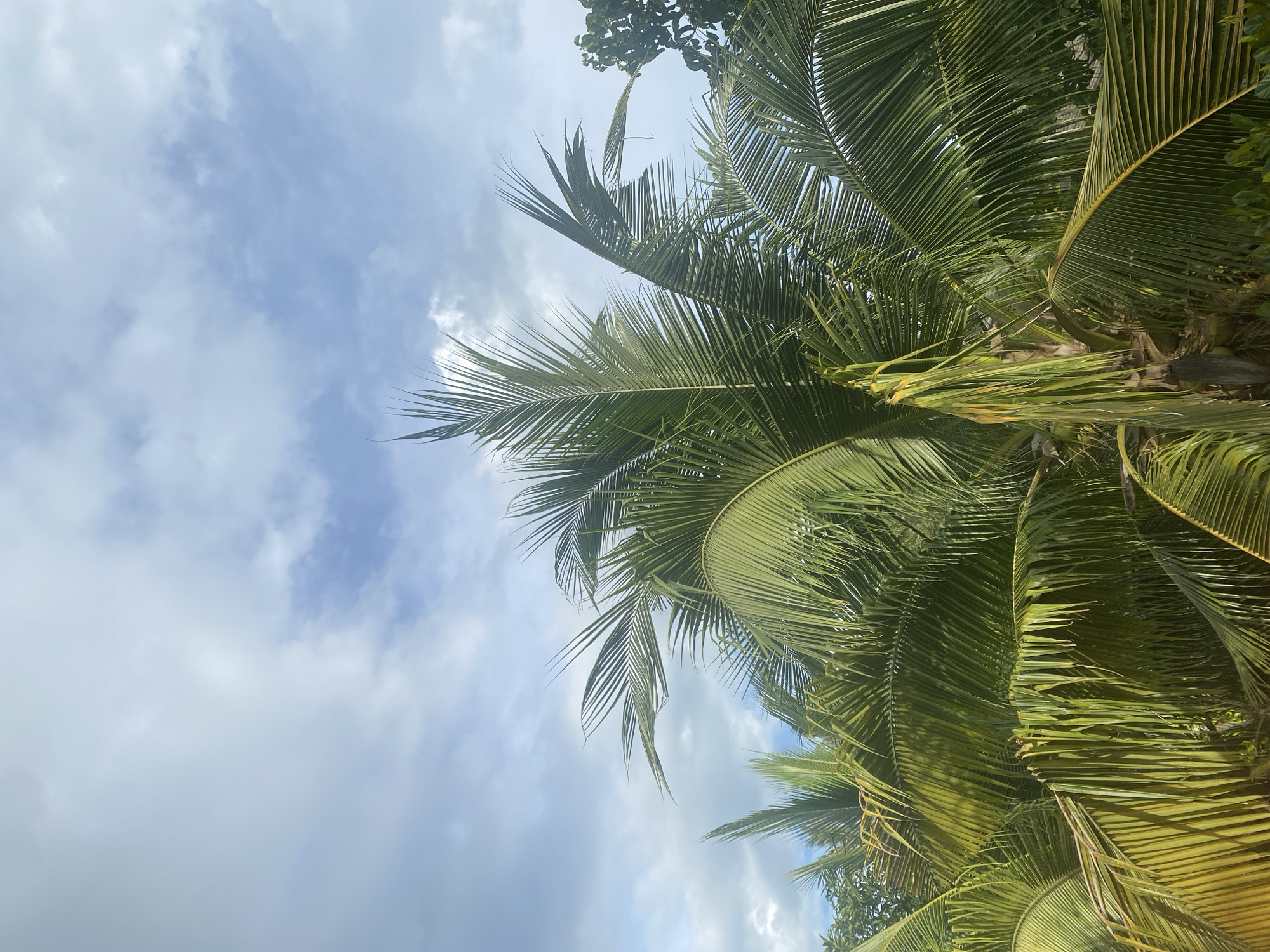 The image shows palm trees against a cloudy, blue sky. The location is Baan Tai, Thailand. The palm fronds are green and yellow. Another tree is visible in the upper center of the image.