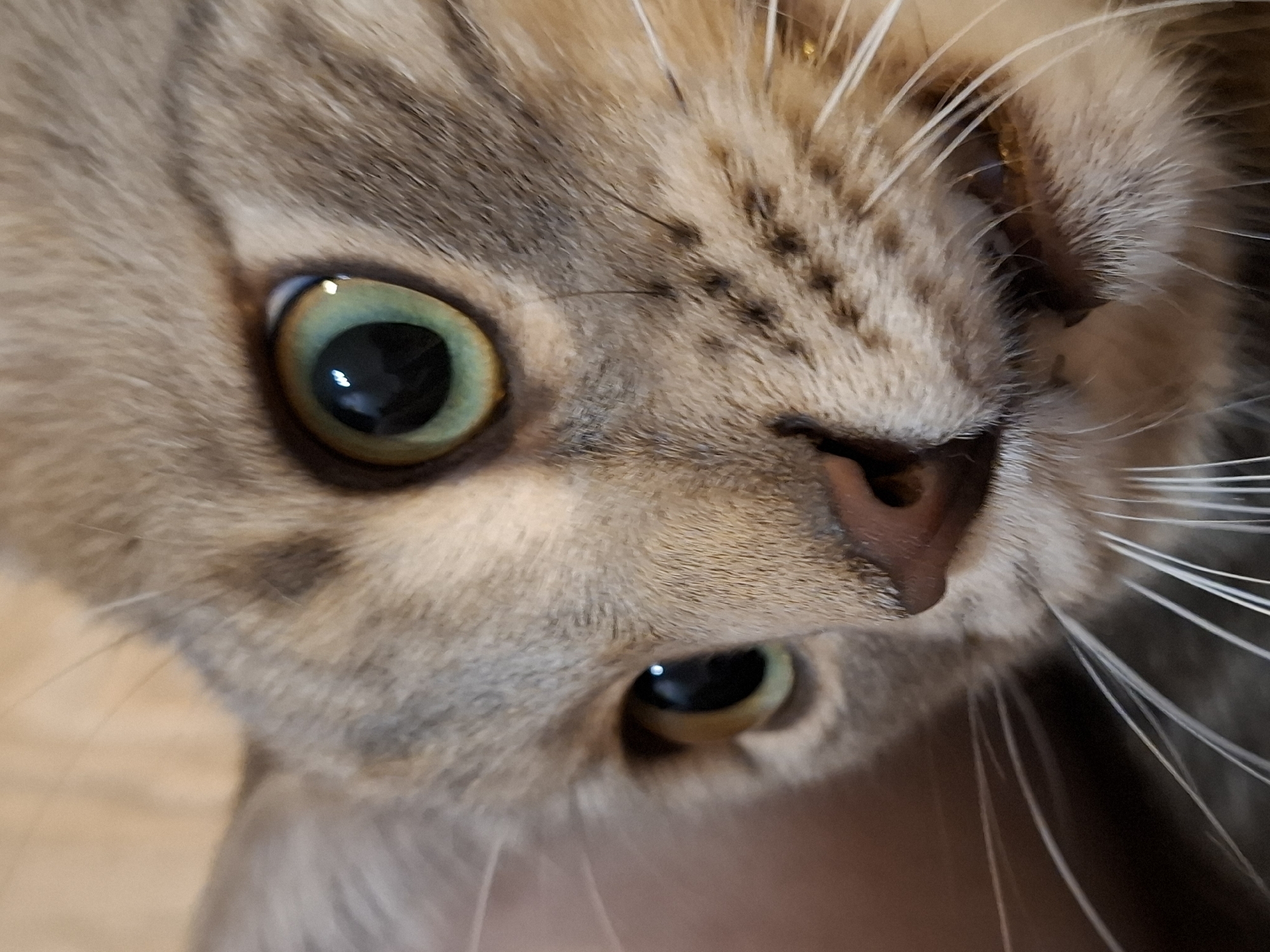 A close-up, eye-level shot shows a tan and grey tabby cat's face. The cat's eyes are a striking green with black pupils, and its mouth is slightly open, revealing teeth. Its whiskers are long and white. The background is blurred and appears to be indoors. The scene is not specific to any city or location.