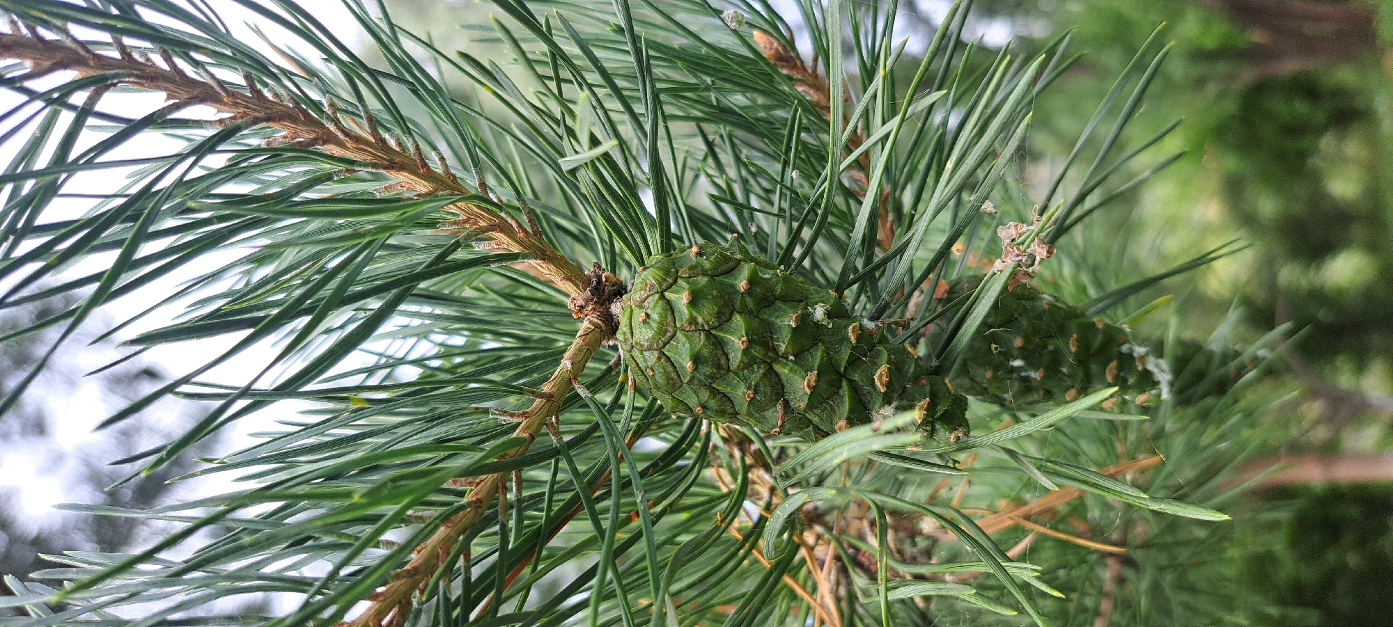 A close-up, vertical shot focuses on a green pine cone hanging from a pine branch, with needles surrounding it. The background is blurred green foliage and a pale sky. This image was captured in the vicinity of Jangy-Turmush, Kyrgyzstan.