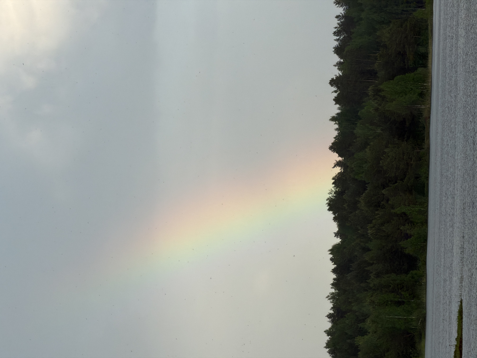 A landscape photograph, rotated 90 degrees counter-clockwise, depicts a pale rainbow arcing across the sky, juxtaposed against a dense, dark forest on the right side of the frame. The forest's edge meets a body of water, presumably a lake or river, which occupies the extreme right of the image. The sky is overcast and pale, dotted with what appear to be small insects or dust particles. The scene's location and connection to the city of Kanifol'nyi, Russia, cannot be determined from the visual information provided.