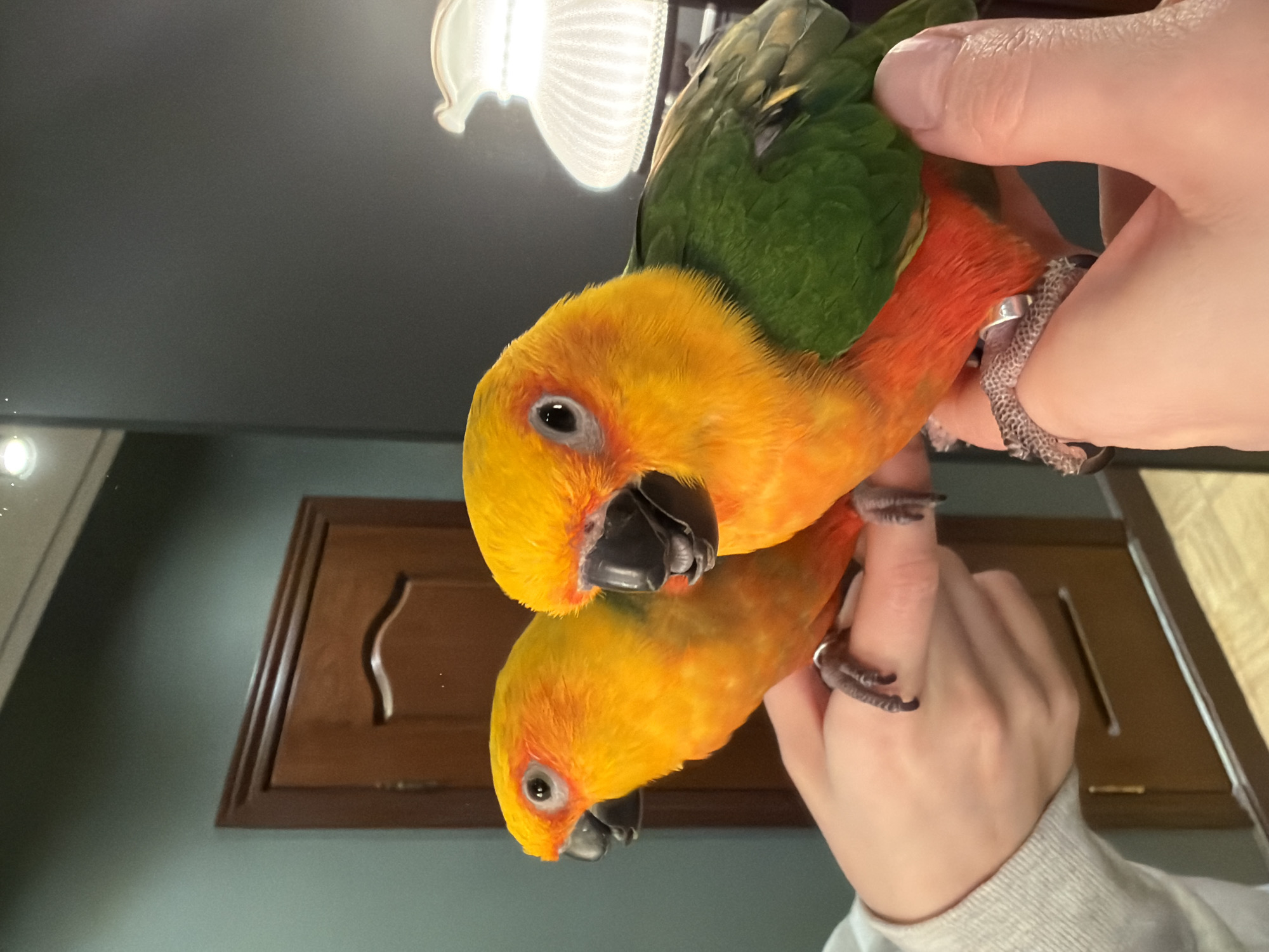 Two Sun Conure parrots are depicted in an indoor setting in Khimki, Russia. One parrot is prominently featured in the foreground, held by a person's hands. This bird faces right, exhibiting a bright yellow head, neck, and upper chest, transitioning to green wings and a red-orange belly. It possesses a black beak and distinct light-colored periorbital rings around its dark eye. A silver band is visible on its left leg. The bird's feet are perched on the fingers of the person's left hand, which is partially visible with a light gray sleeve cuff. The right hand gently cups the bird's lower body.
To the immediate left of the foreground bird, a clear reflection of a second, identical Sun Conure parrot is visible in a large mirror. This reflected bird appears to be held in a similar manner, facing left, and also displays a silver leg band on its left leg.
The background, largely visible through the mirror's reflection and directly to the right, indicates an interior room. The reflection reveals a wooden door with a curved panel design and brown trim, set against a teal-blue-green wall. Directly behind the foreground bird and to the right, a dark gray wall is visible, along with a portion of an illuminated lamp featuring a white, vertically ribbed glass shade.