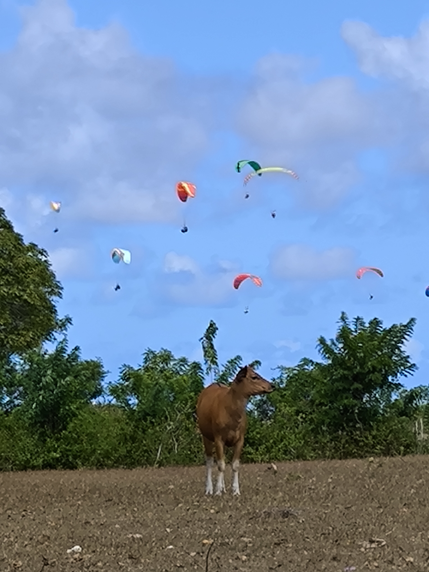 A brown cow stands in a field of brown soil, with green bushes and trees in the background. Above, in a bright blue sky with white clouds, several paragliders are in flight. The location appears to be outside the city in an open area.
